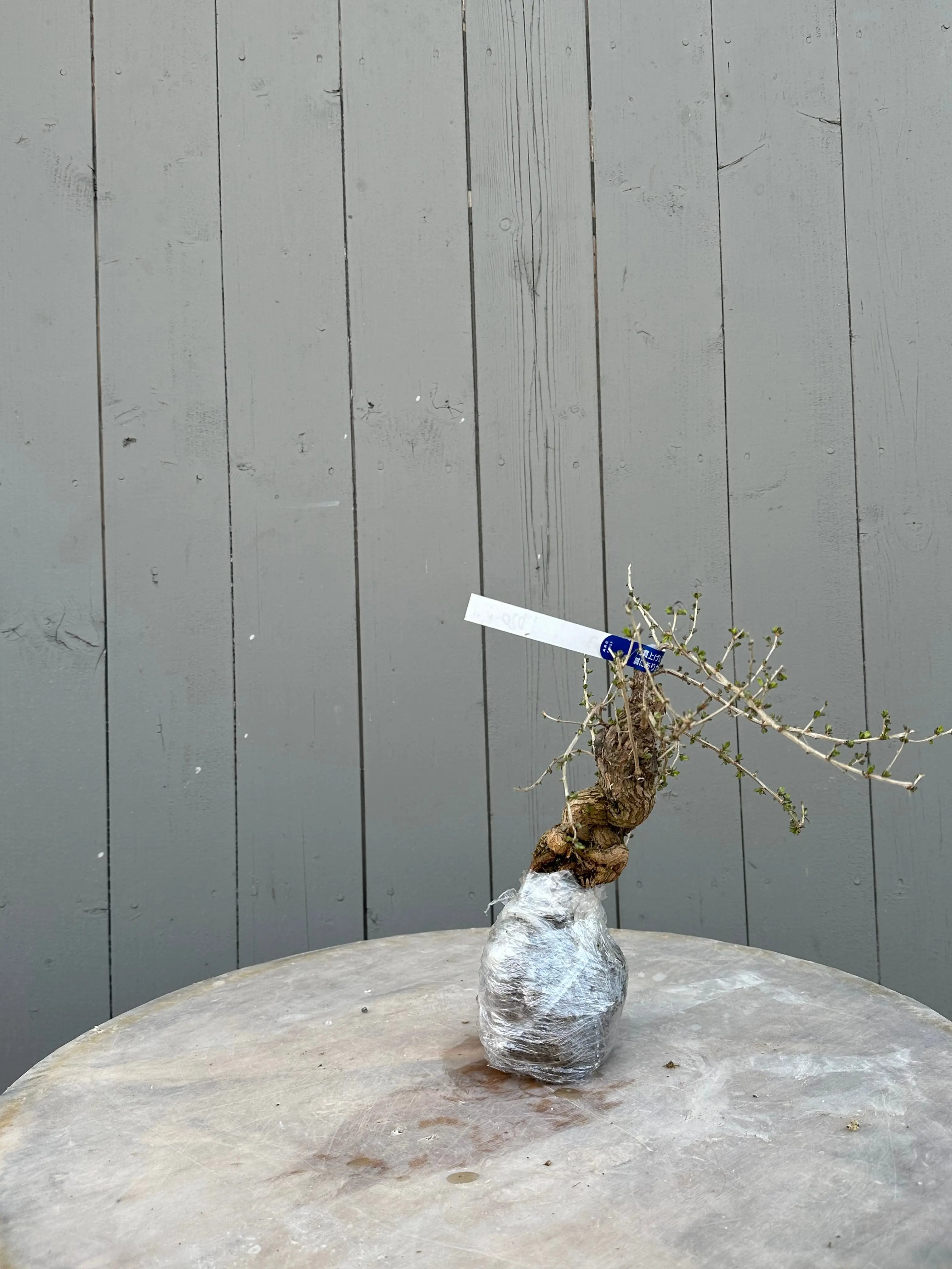 Lycium #3 Canada Bonsai