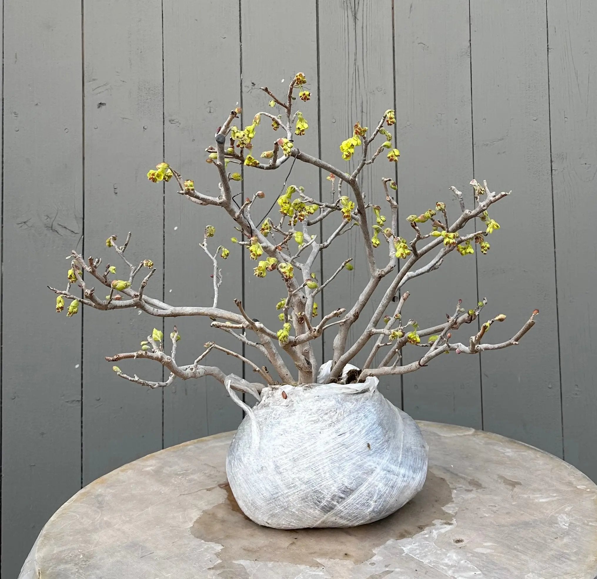 Corylopsis spicata Canada Bonsai