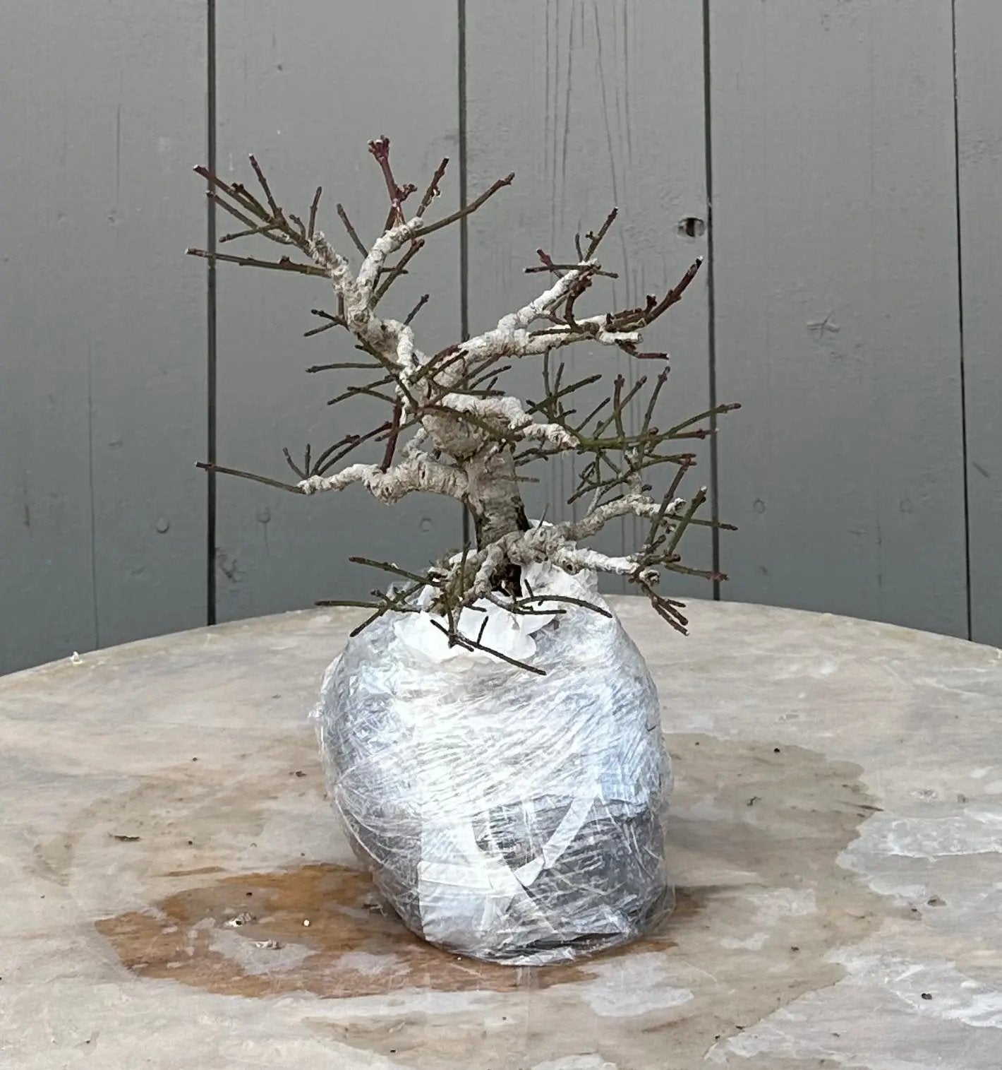 Euonymus #5 Canada Bonsai