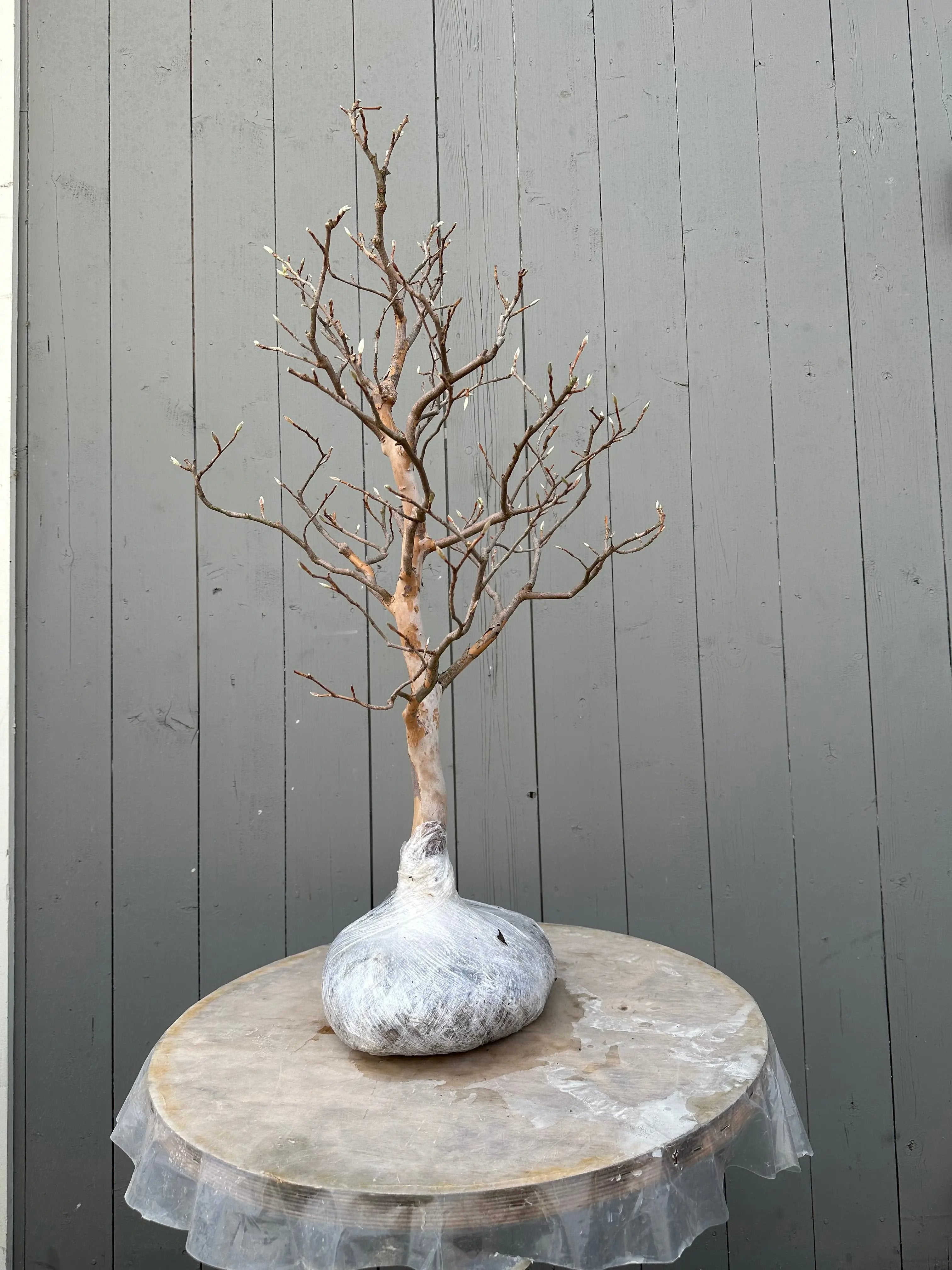 Stewartia pseudocamellia #1 Canada Bonsai