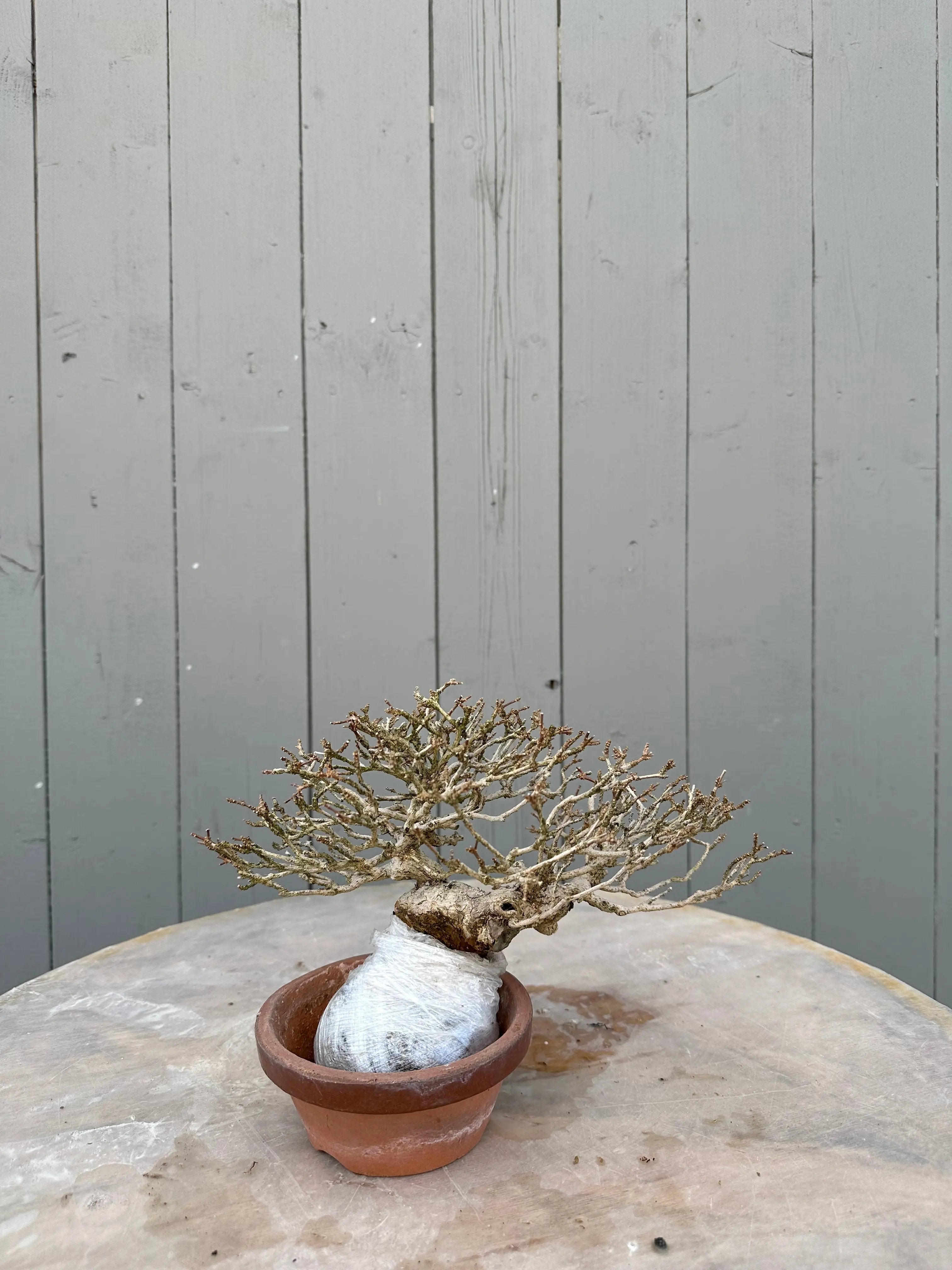 Premna japonica Canada Bonsai