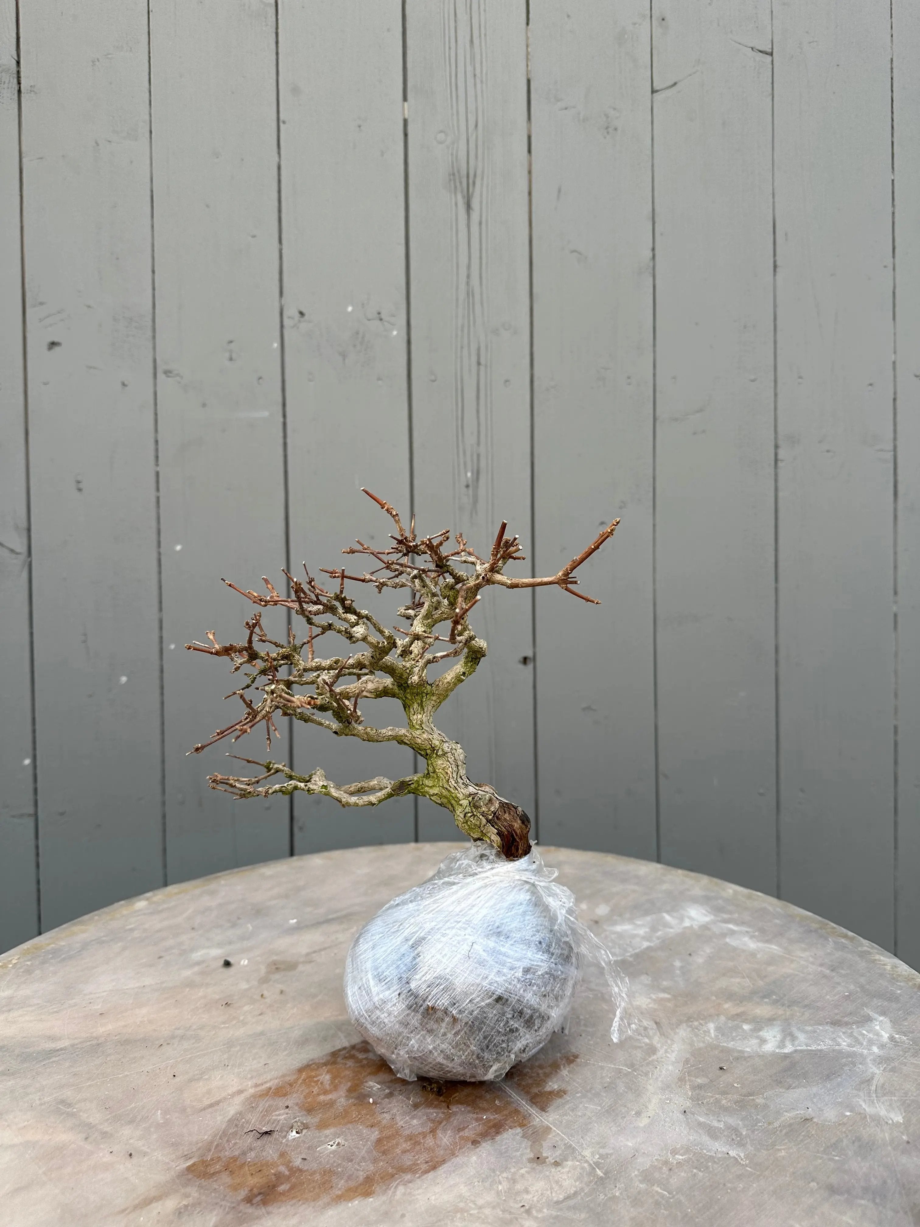 Premna japonica #4 Canada Bonsai