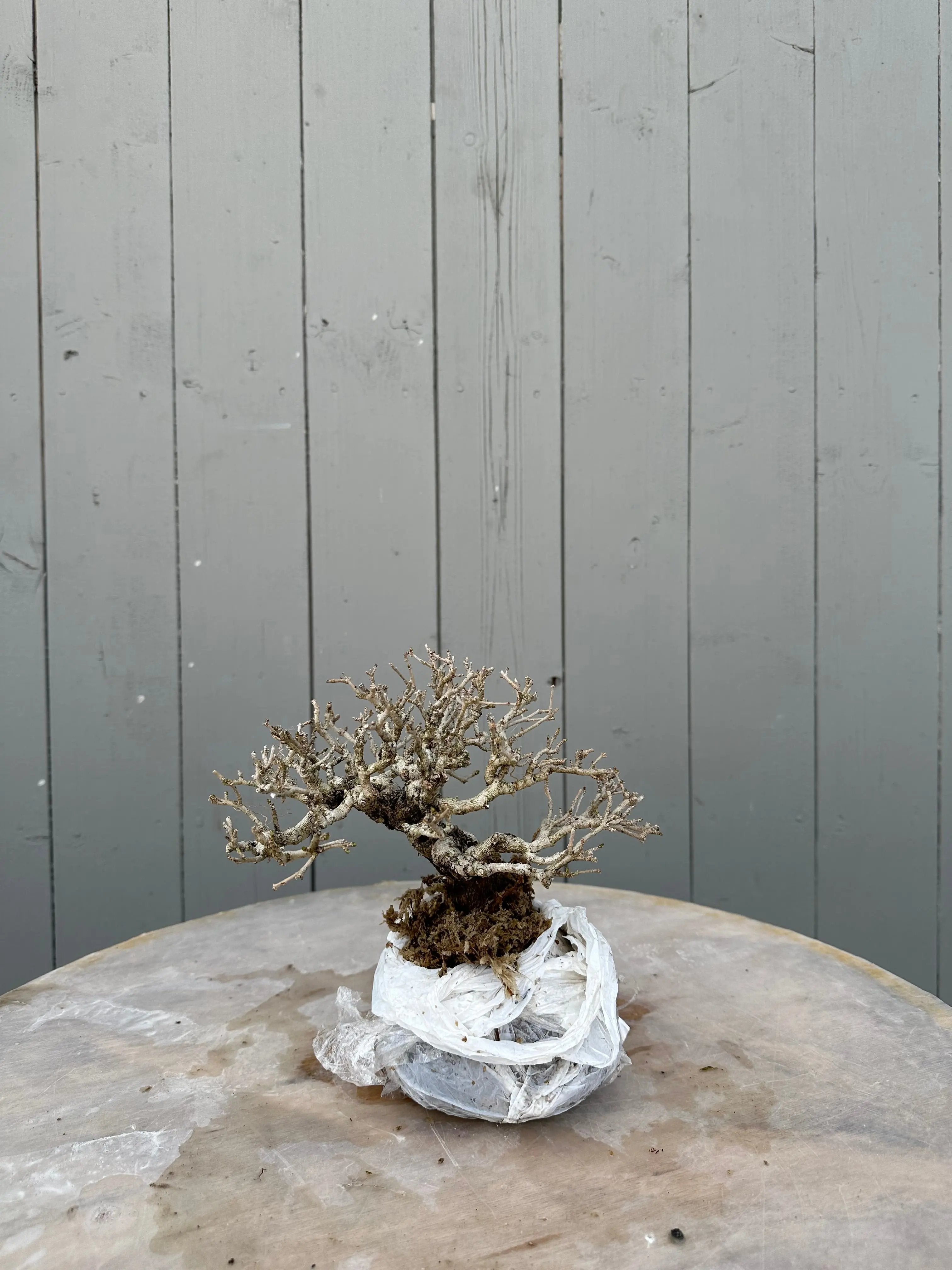 Ligustrum #1 Canada Bonsai