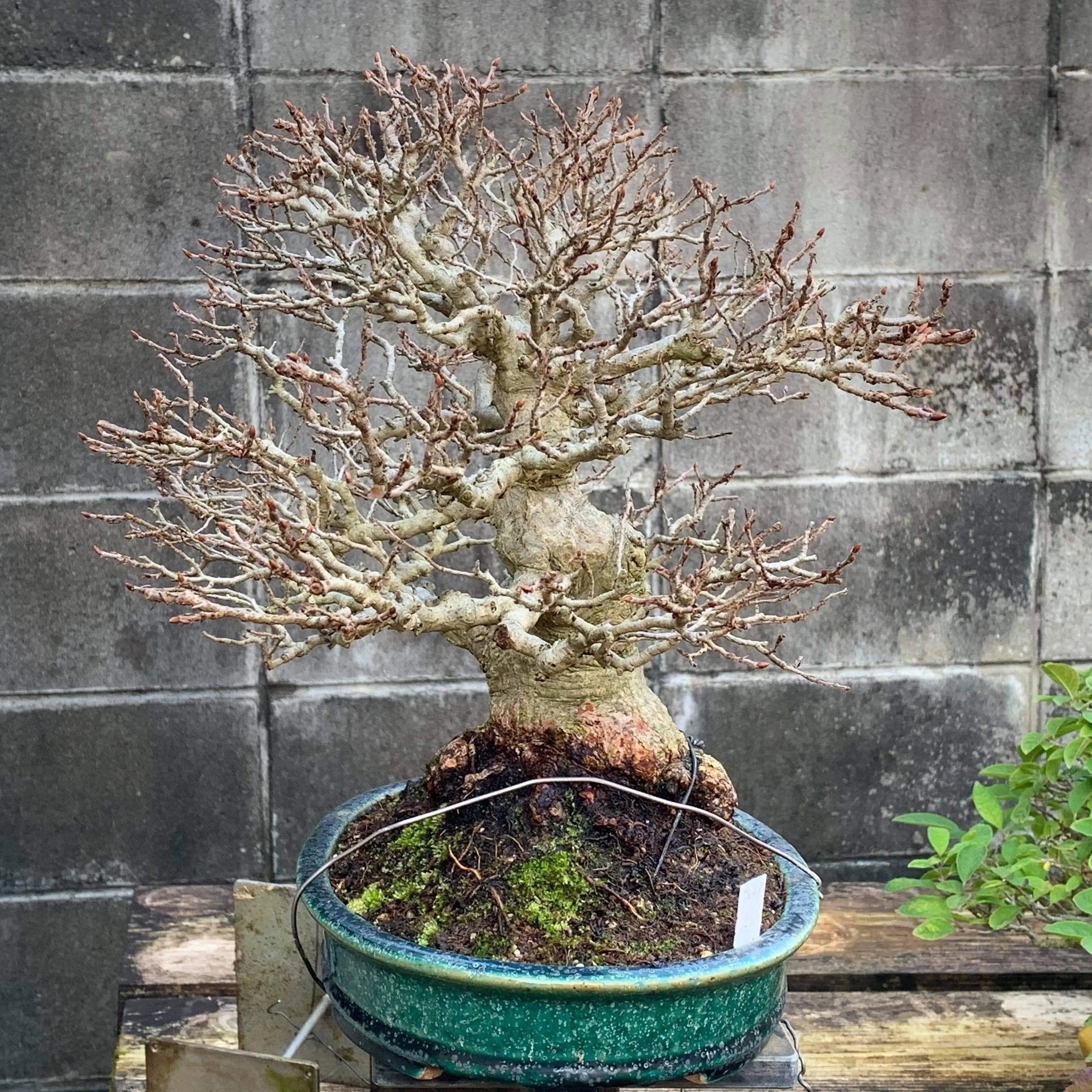 Carpinus turczaninowii Canada Bonsai