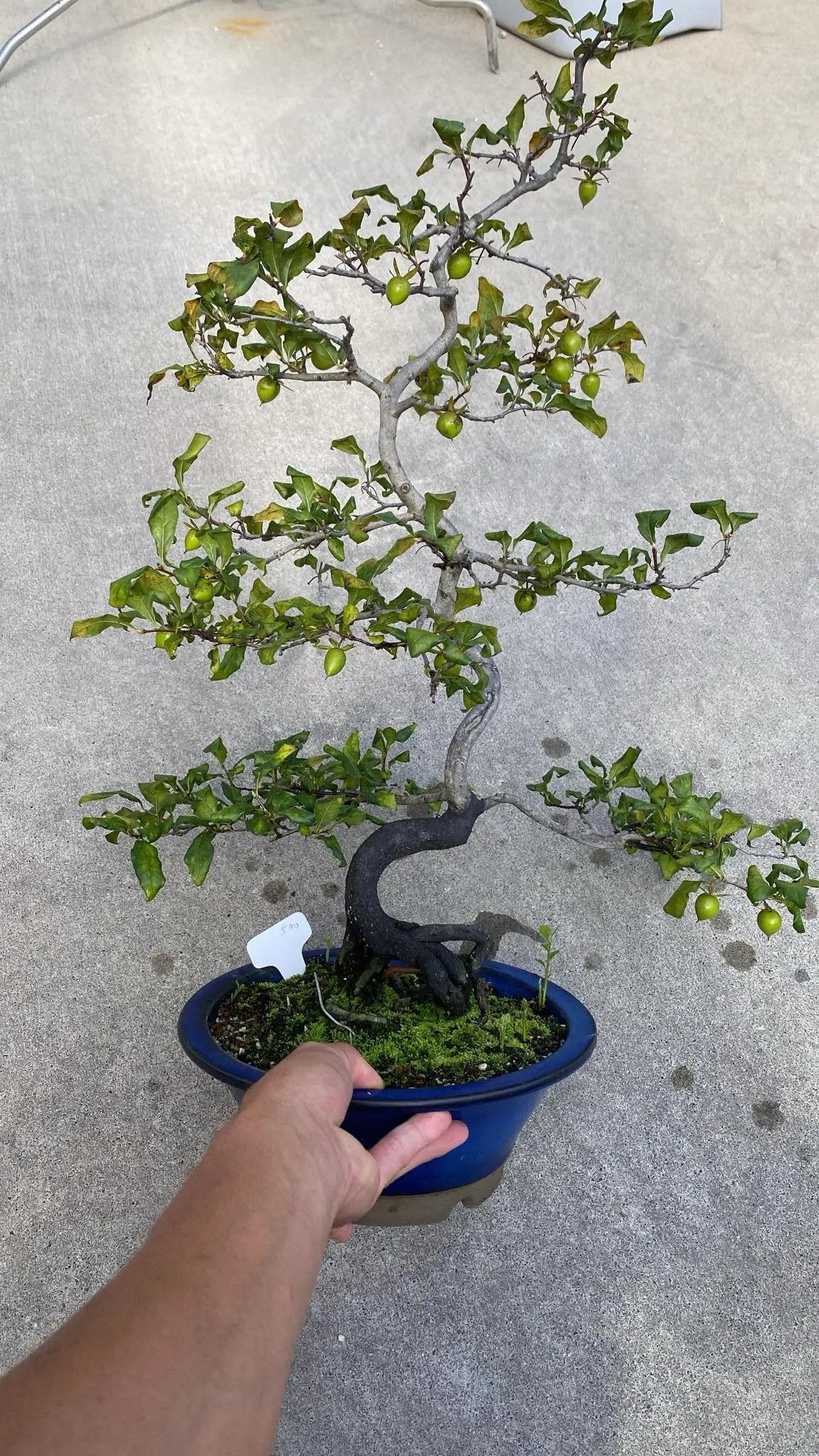 Diospyros rhombifolia Canada Bonsai