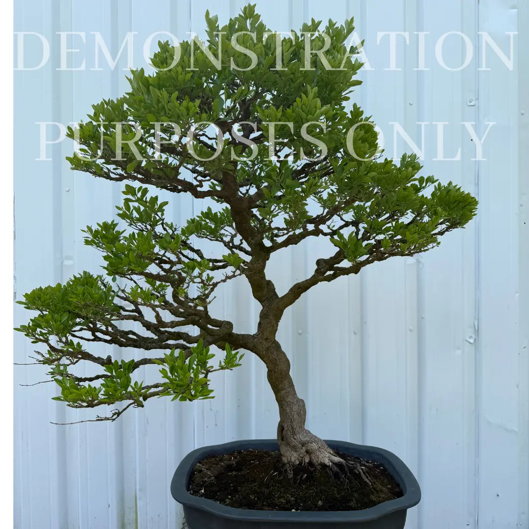 CHINESE PRIVET Canada Bonsai