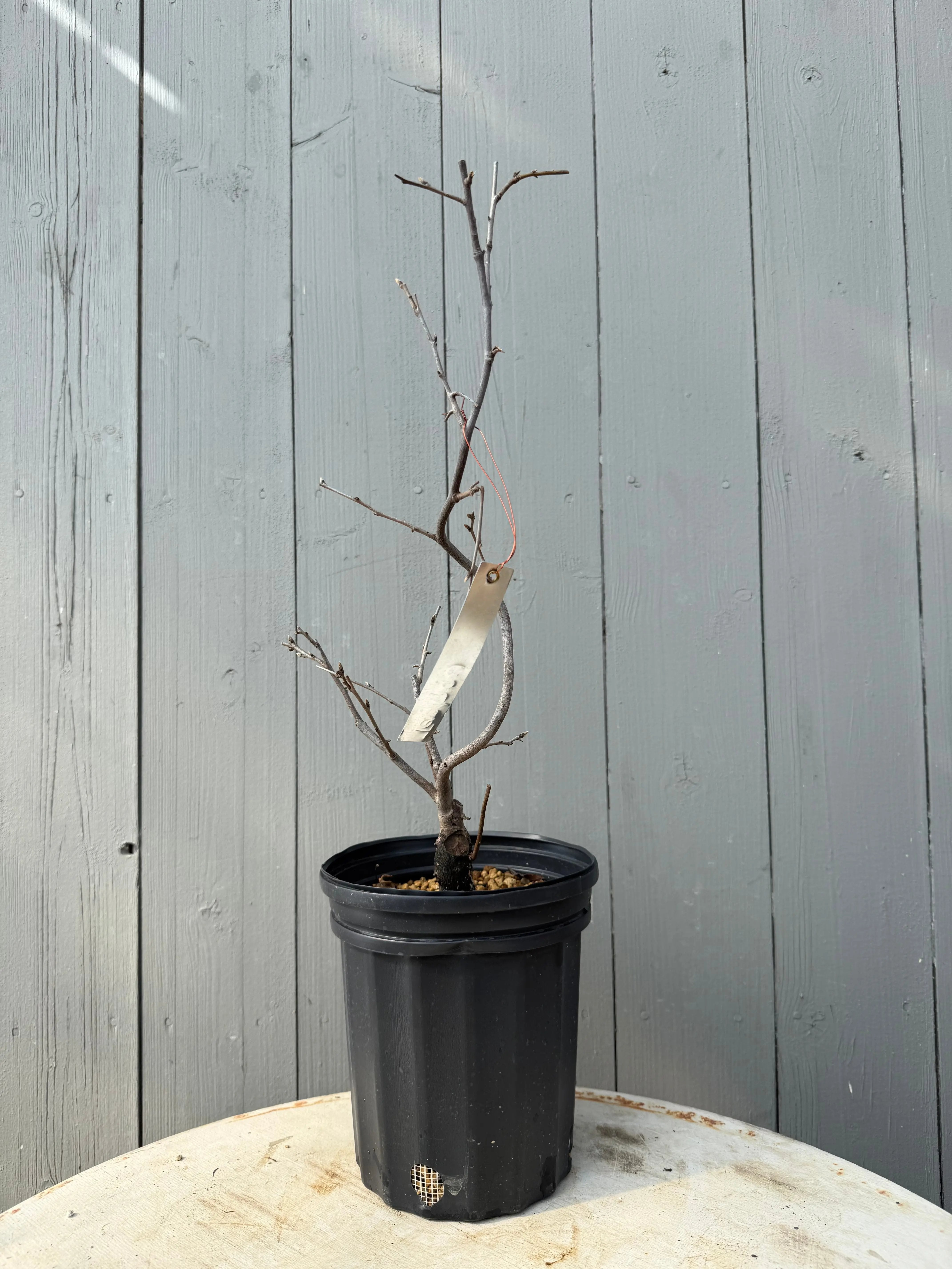Diospyros rhombifolia ‘Tenpou’ Canada Bonsai