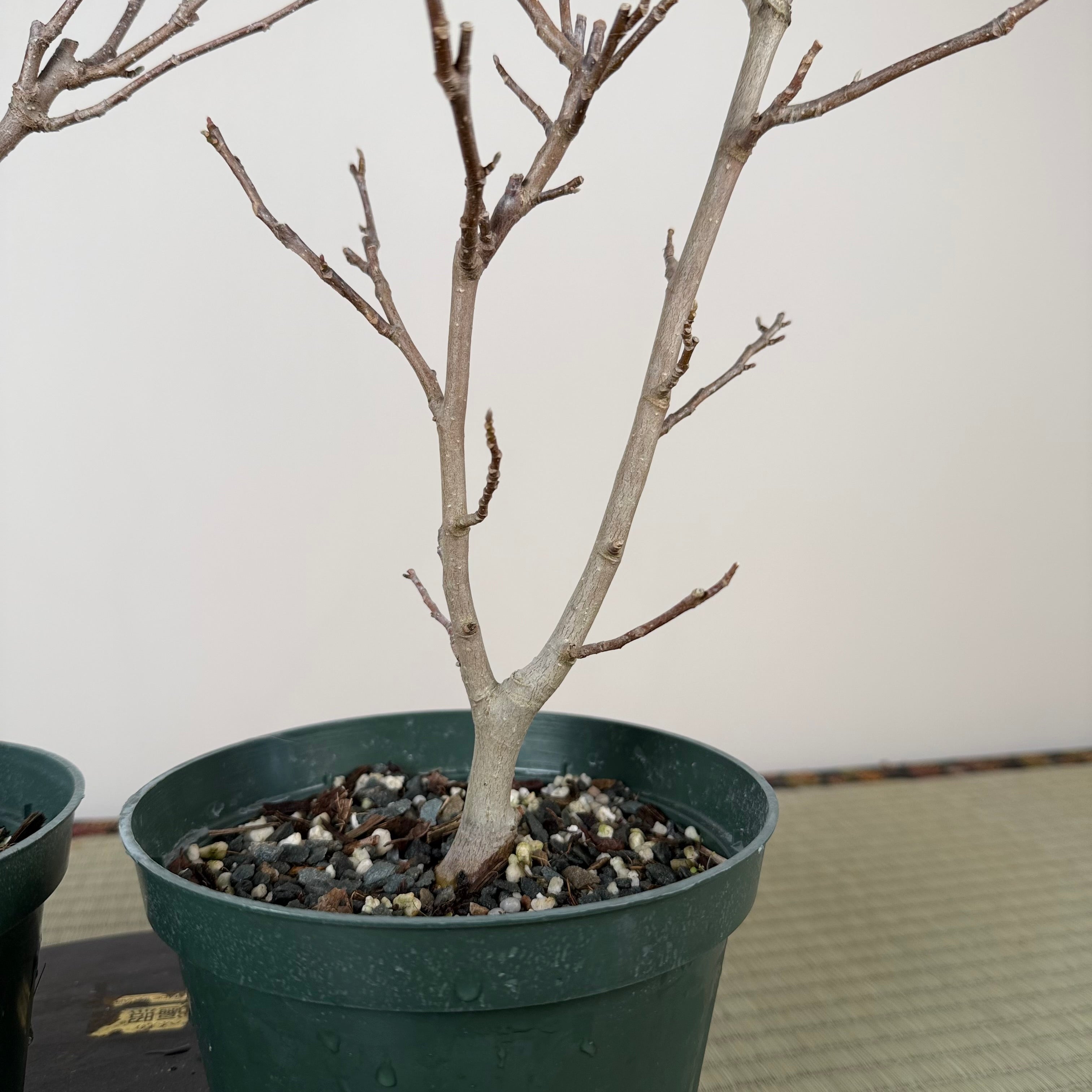 Magnolia (grand ; fleur violette)