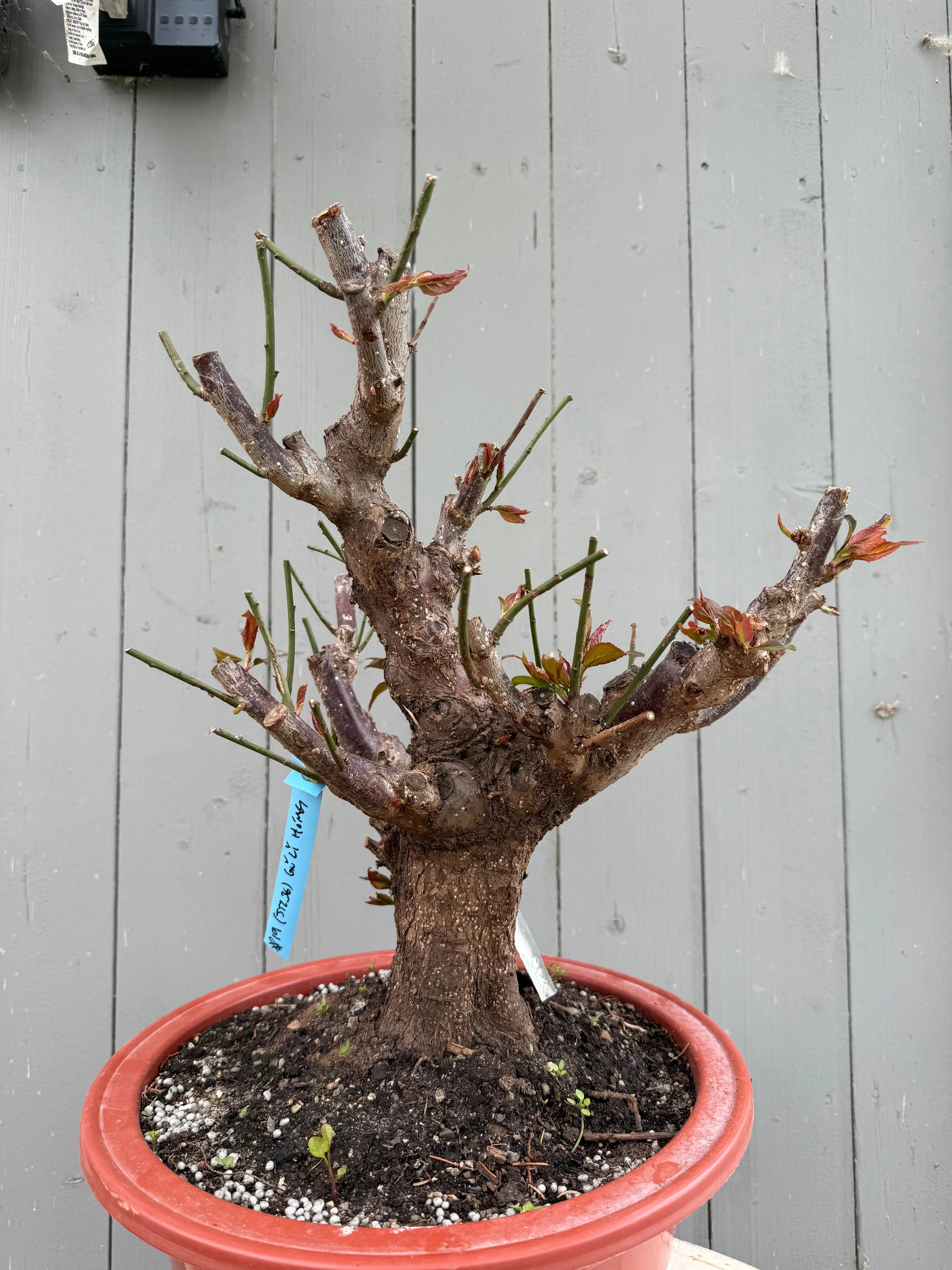 Prunus mume 'Gǔ lǐ hóng' Canada Bonsai
