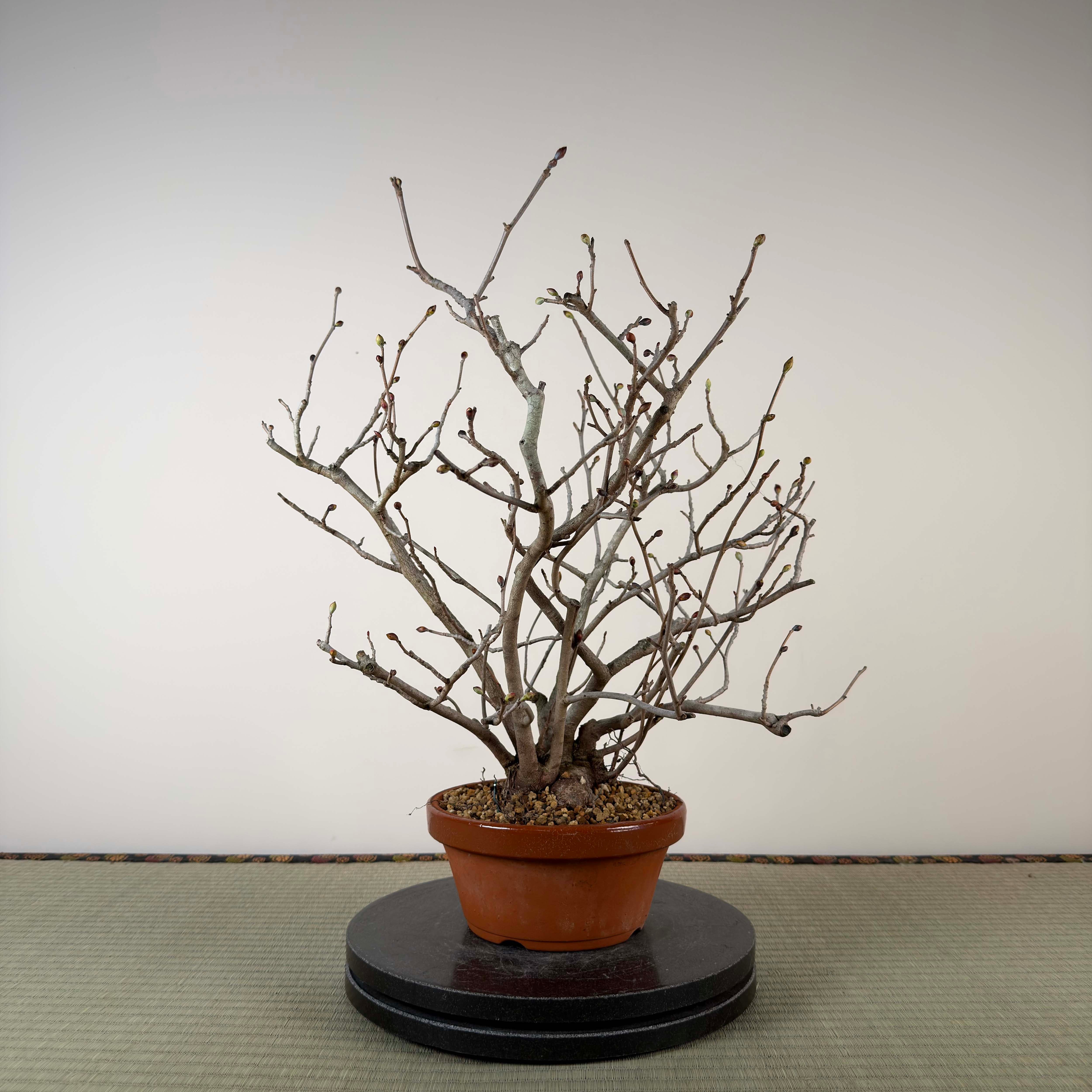 Corylopsis spicata
