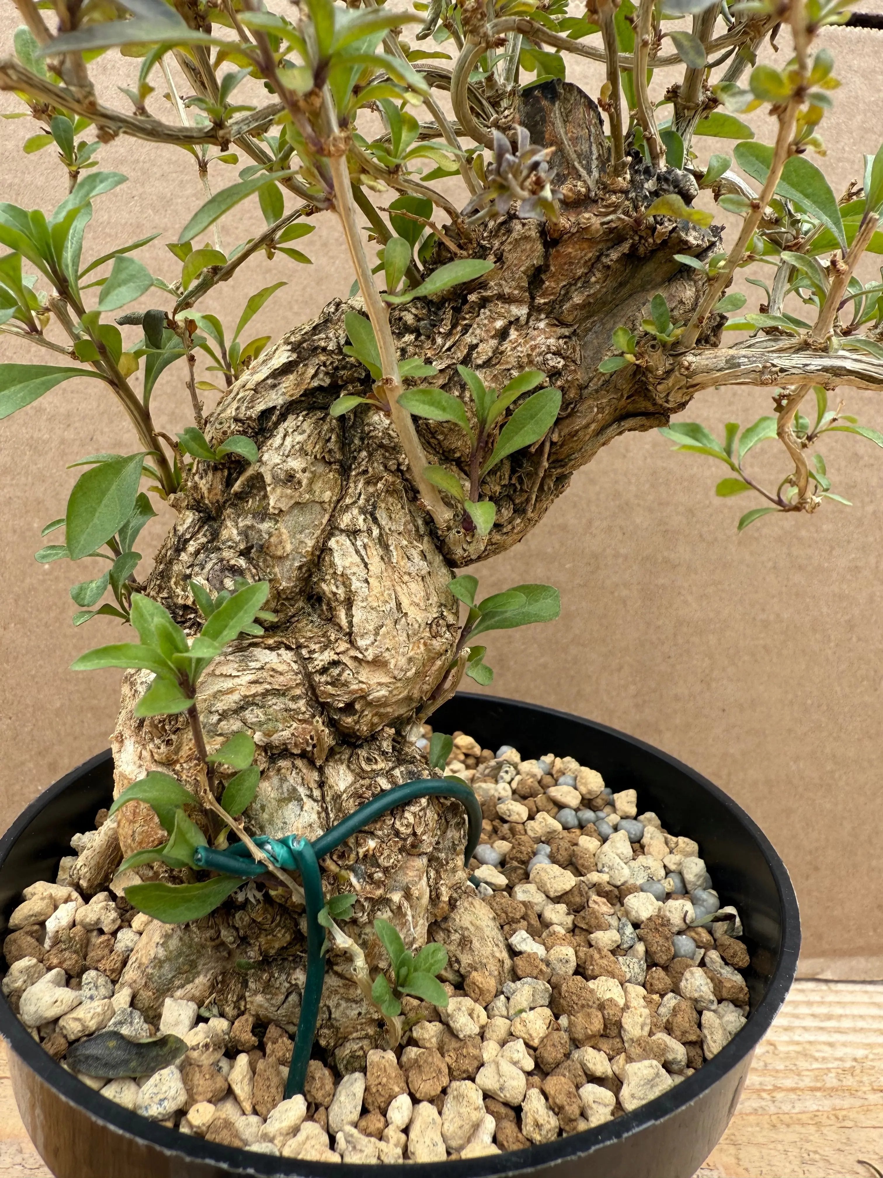 Lycium chinense (chef's choice) Canada Bonsai