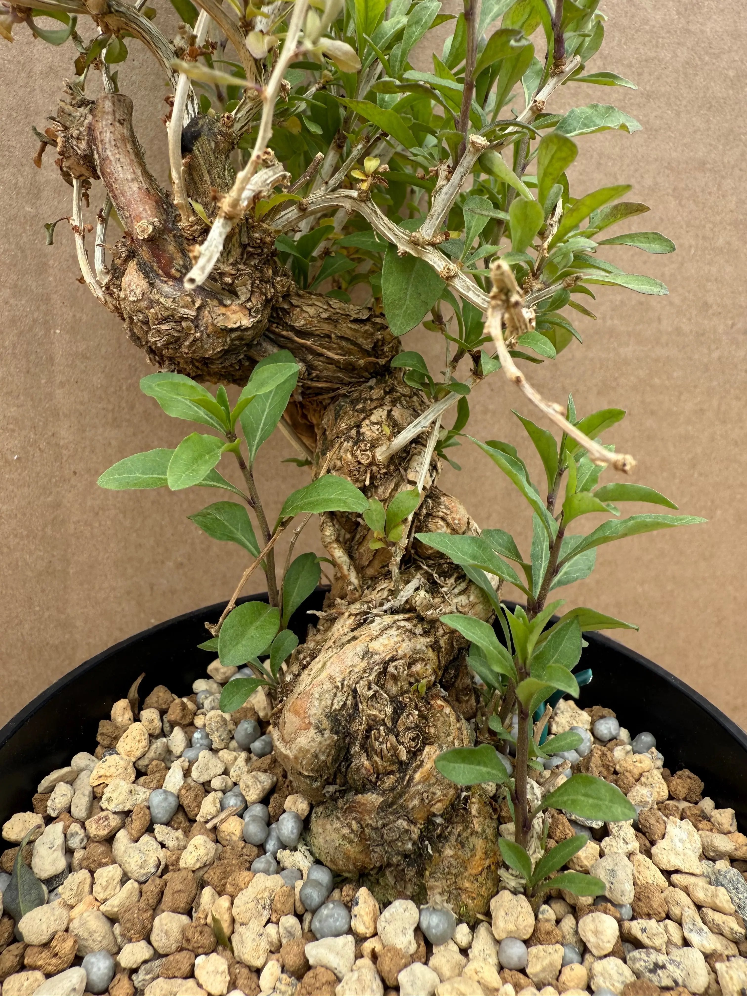 Lycium chinense (chef's choice) Canada Bonsai