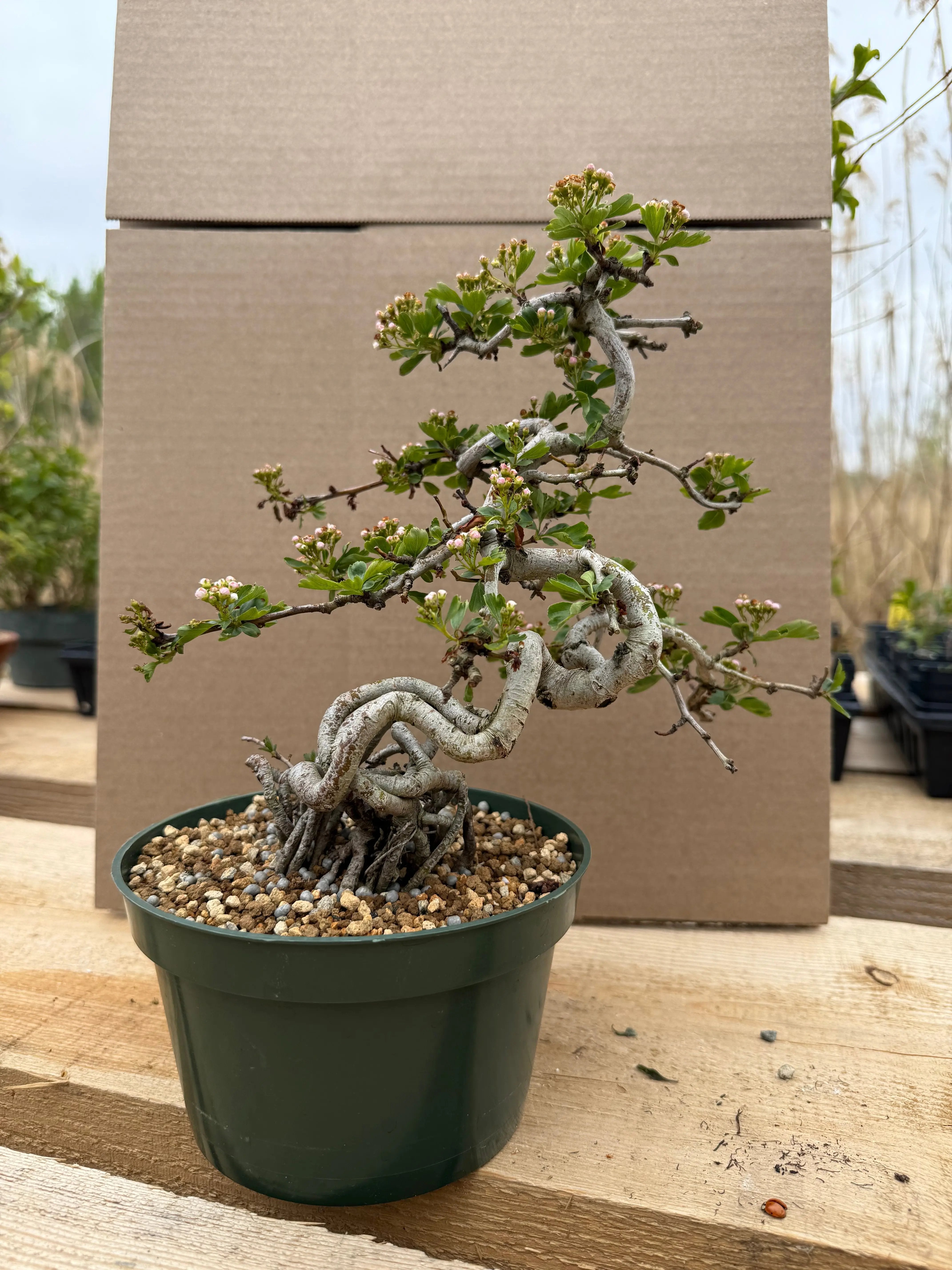 Crataegus cuneata 'Matsudaira' Canada Bonsai