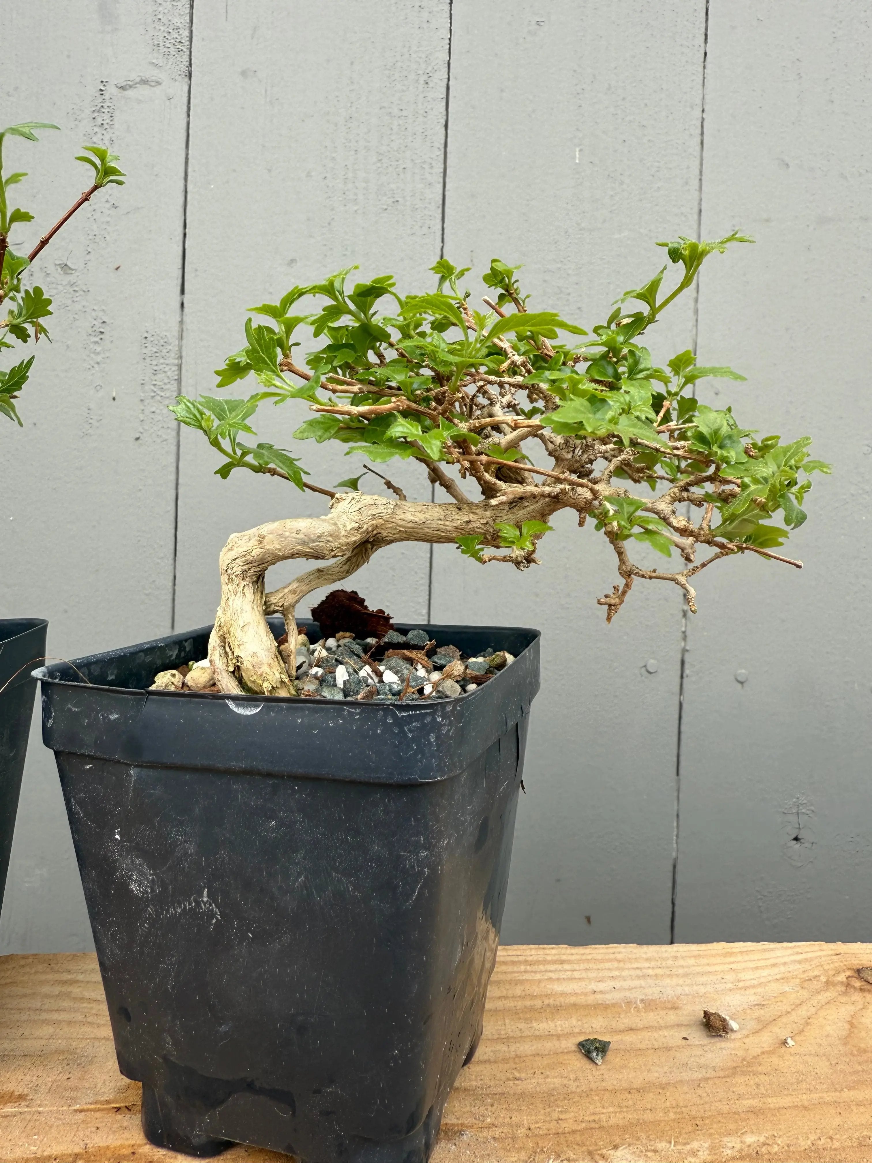 Premna japonica (medium) Canada Bonsai