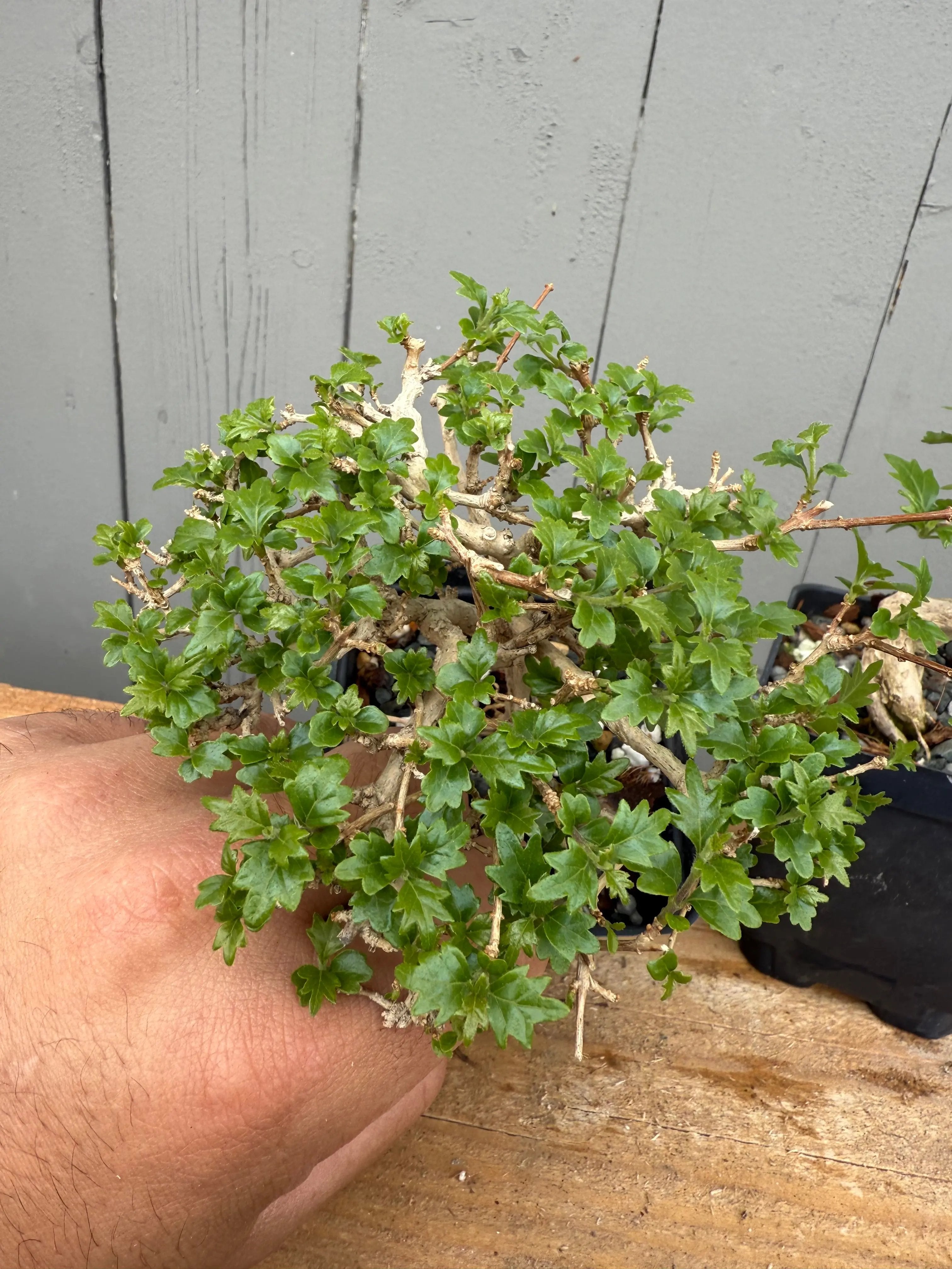 Premna japonica (medium) Canada Bonsai