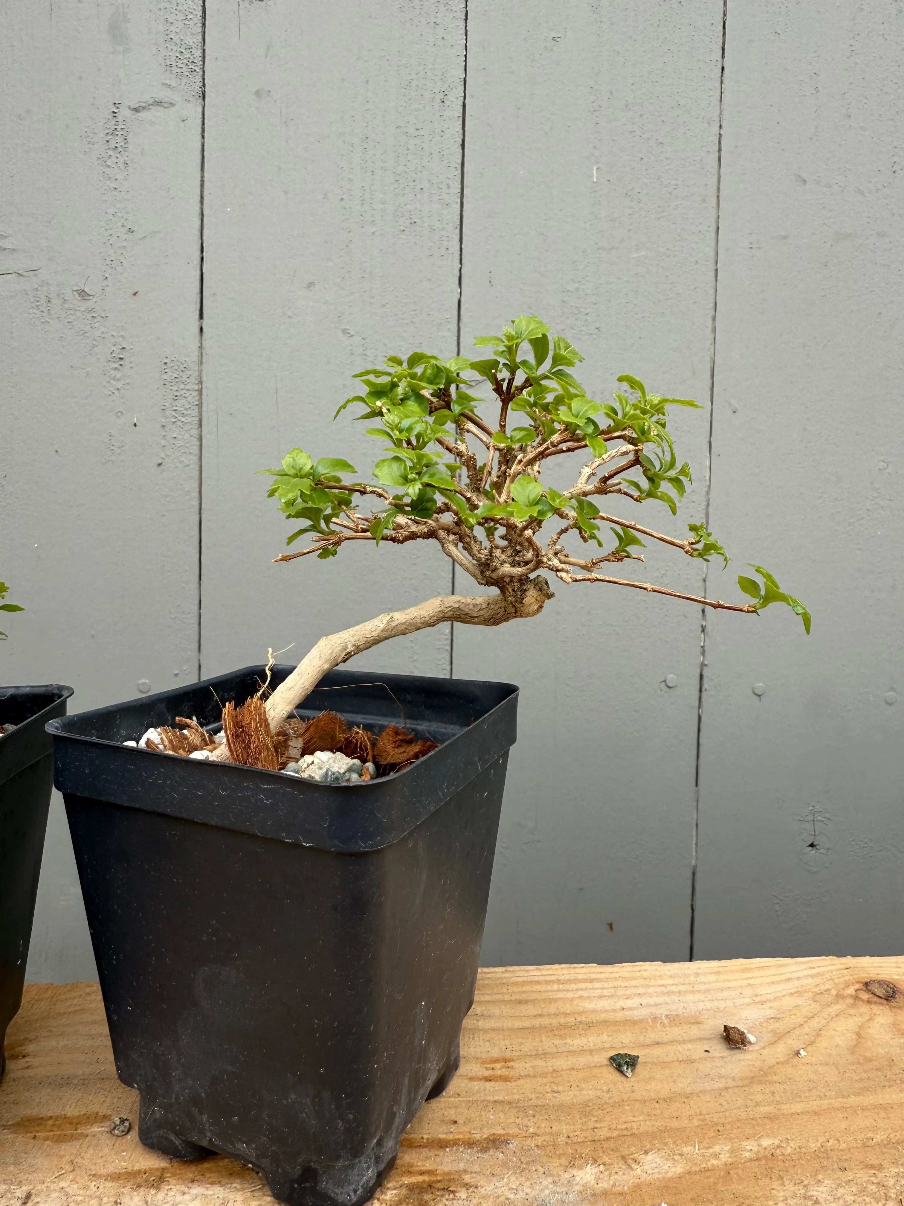 Premna japonica (small) Canada Bonsai