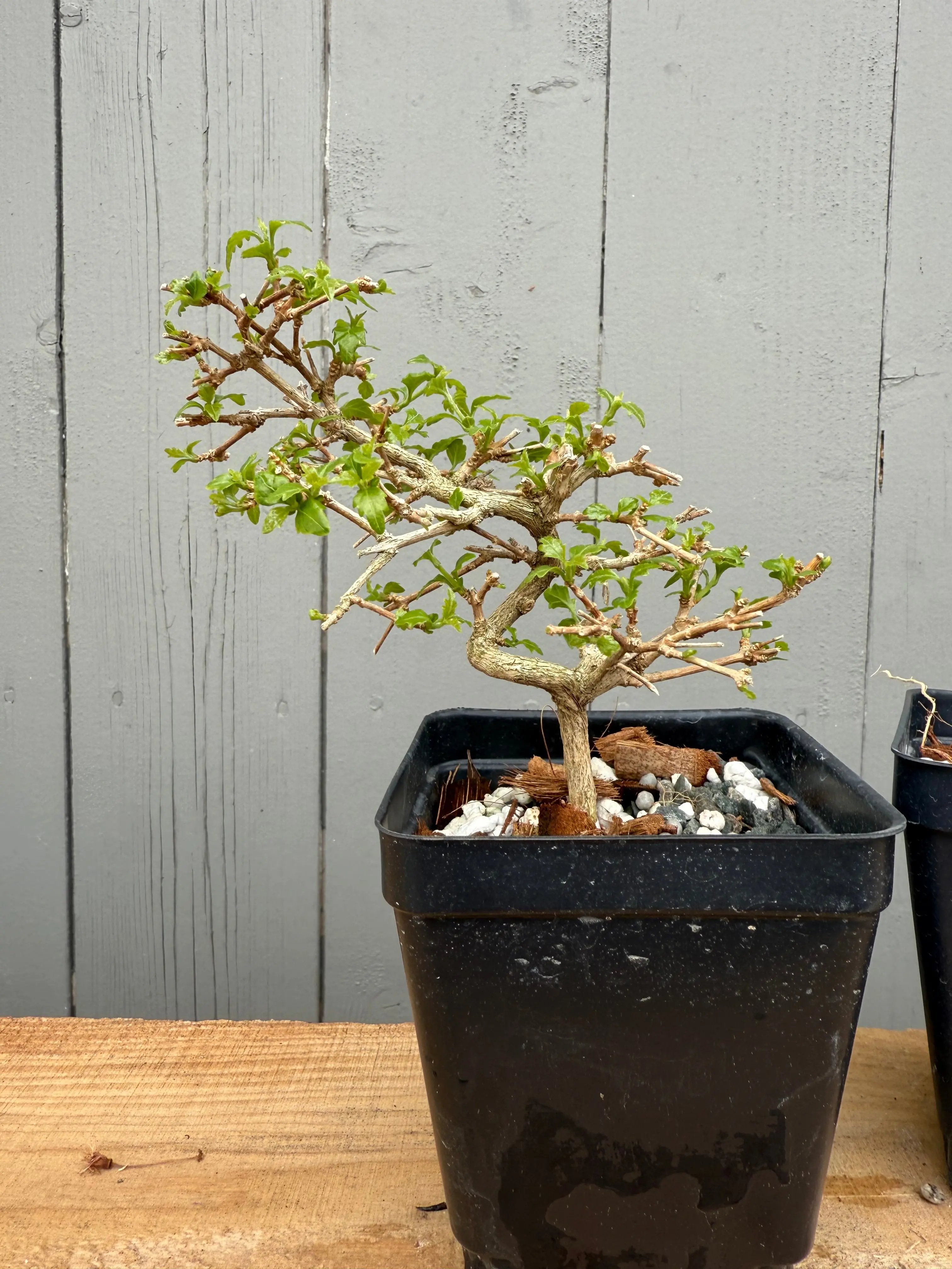 Premna japonica (small) Canada Bonsai