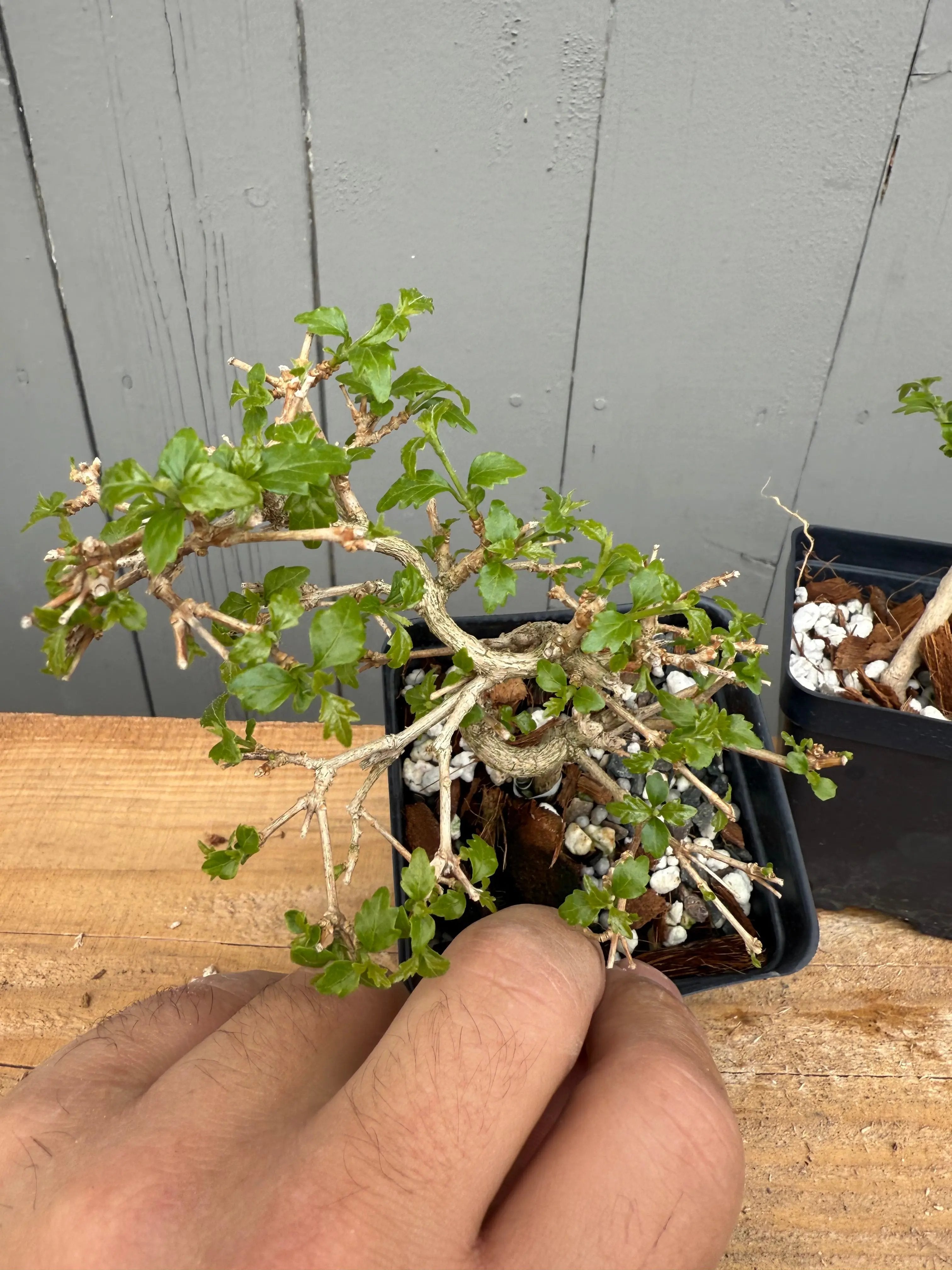 Premna japonica (small) Canada Bonsai