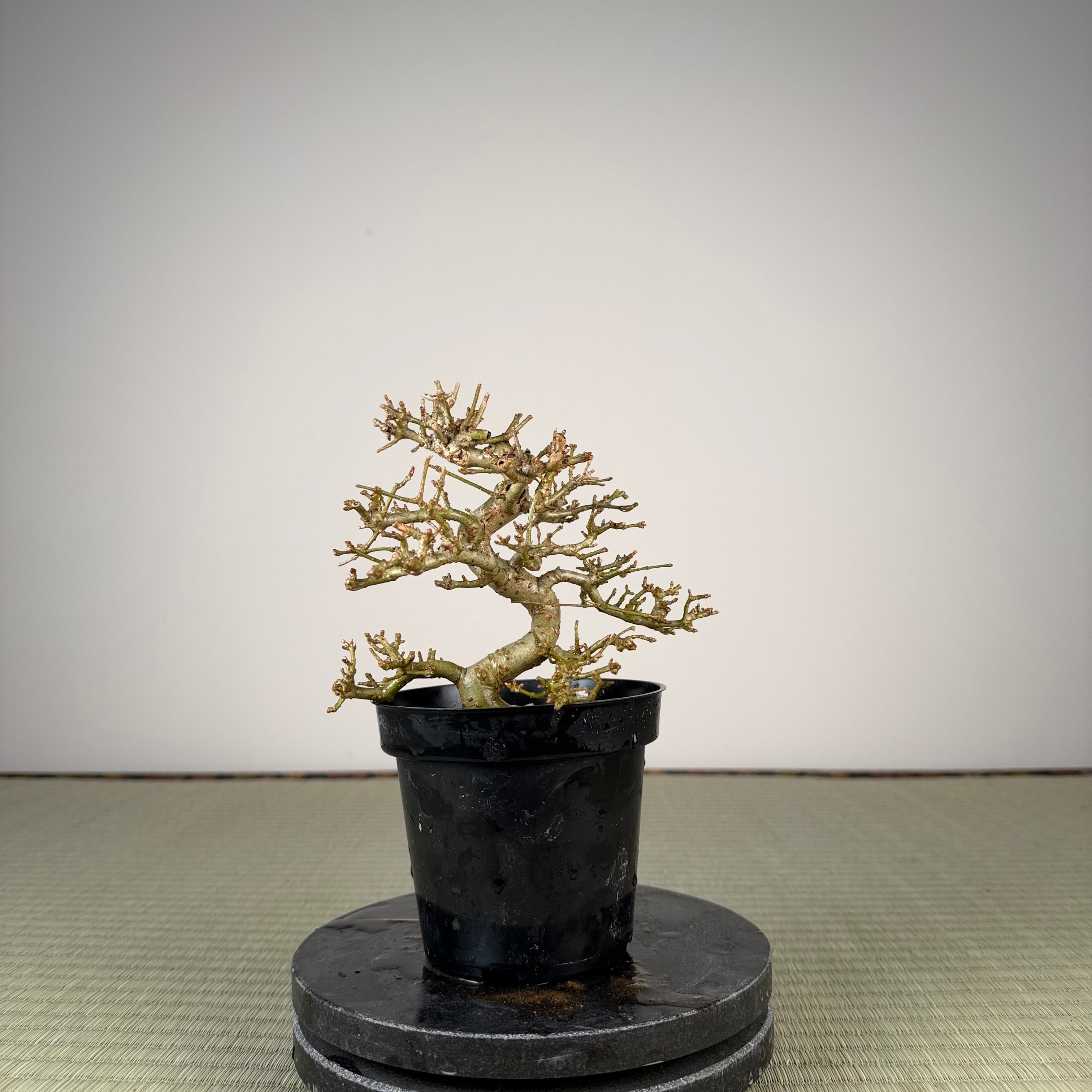 Ligustrum