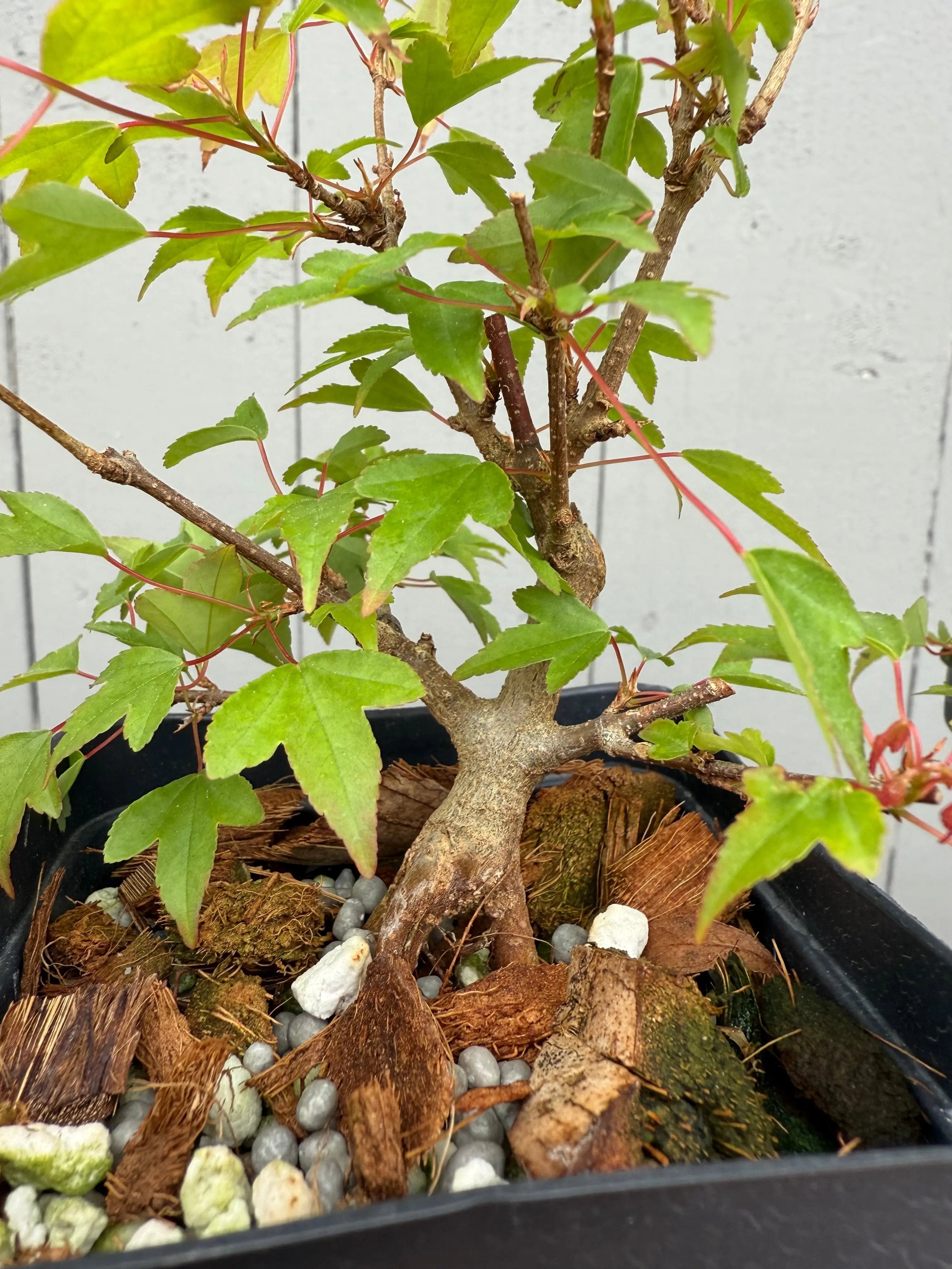 Acer buergerianum (small leaf strain) Canada Bonsai