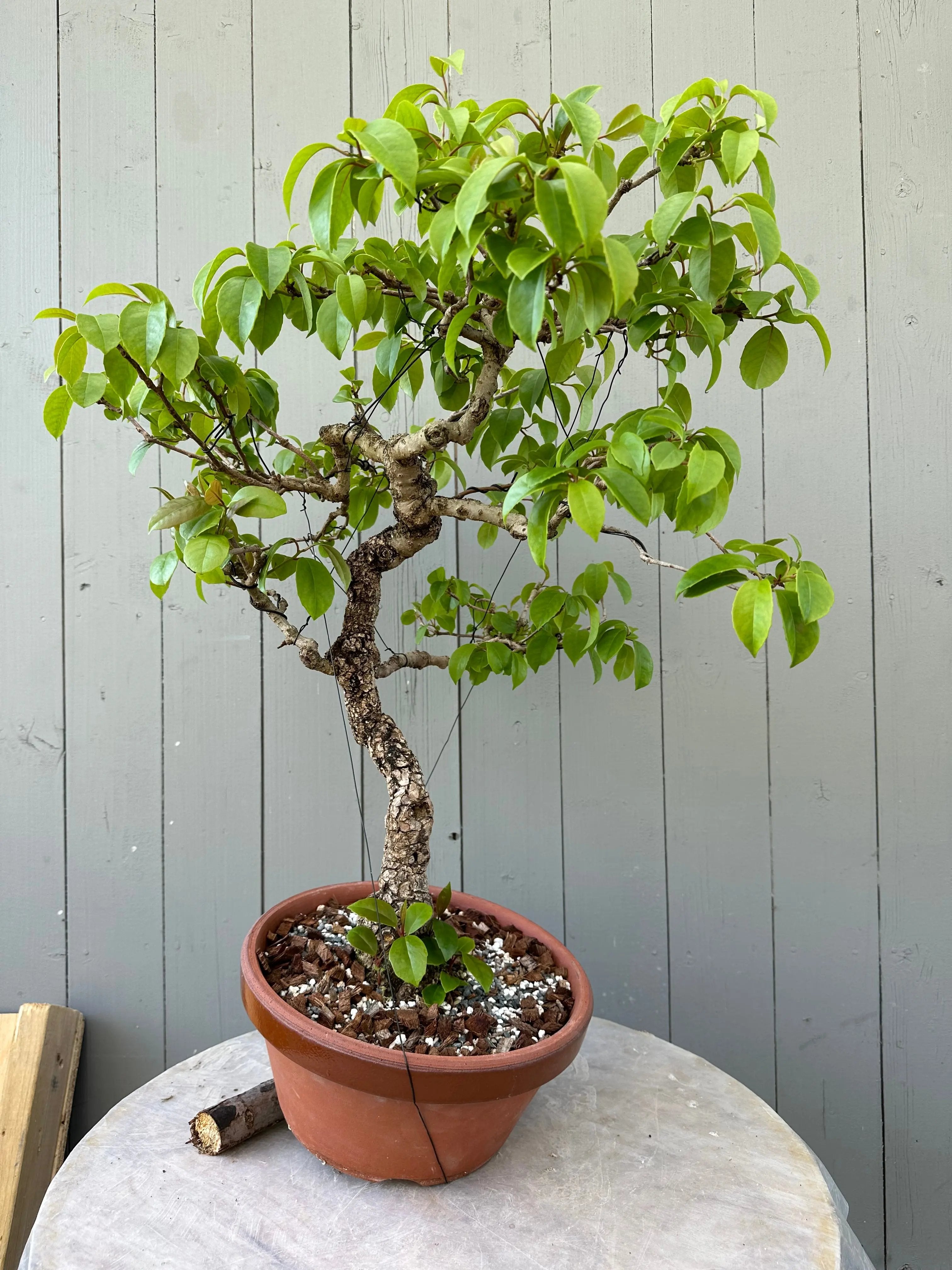 Kadsura japonica Canada Bonsai