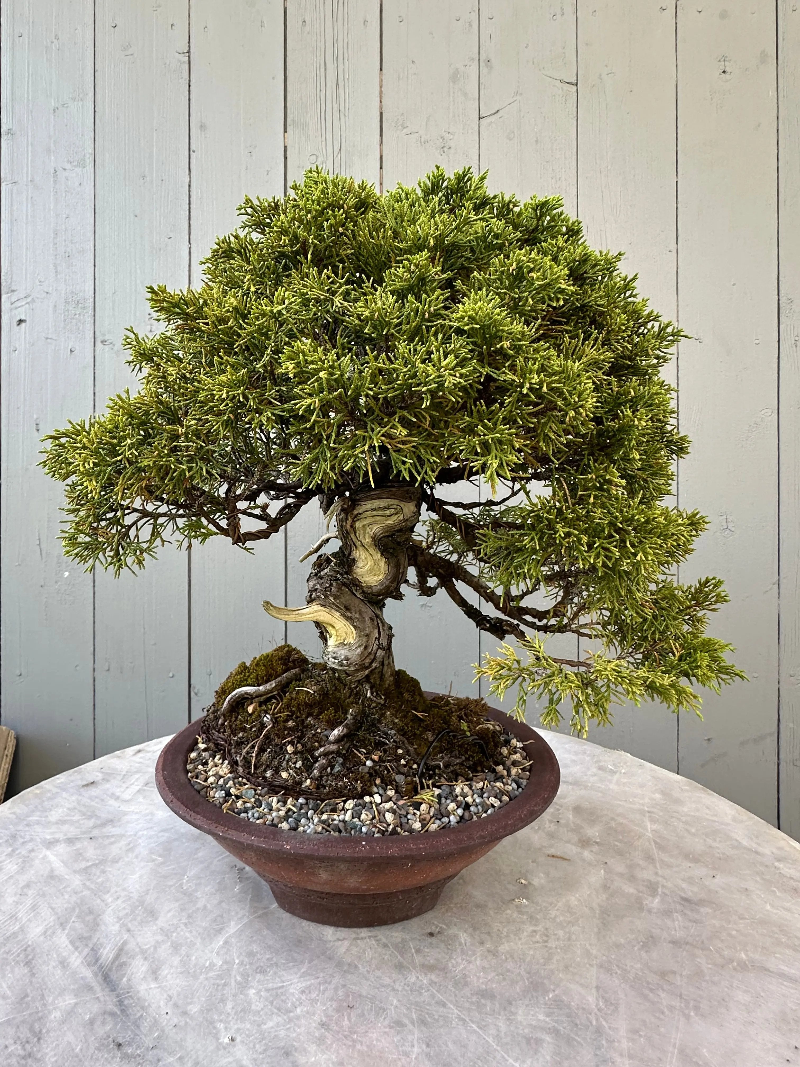 Juniper Itoigawa Canada Bonsai