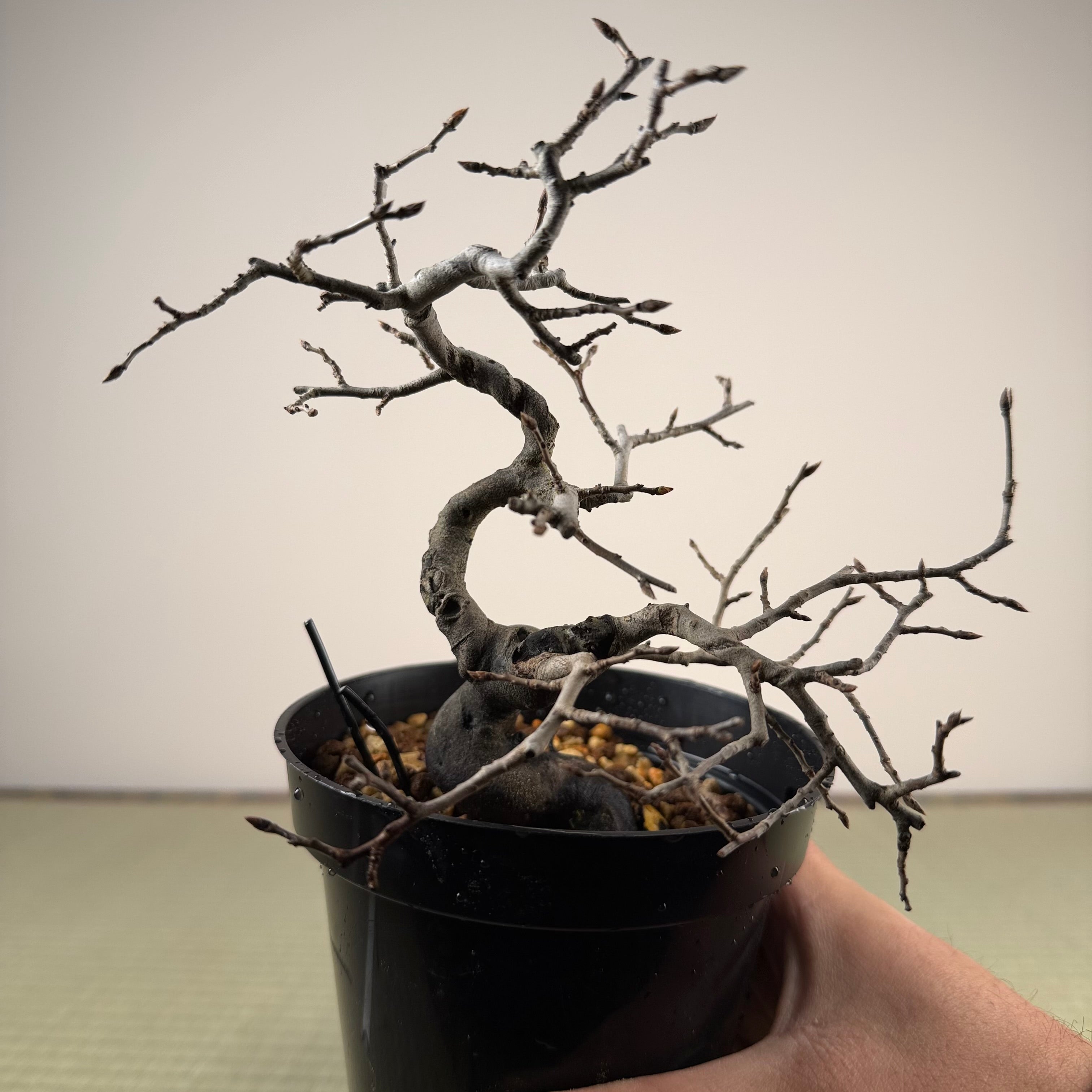 Diospyros rhombifolia (mâle)
