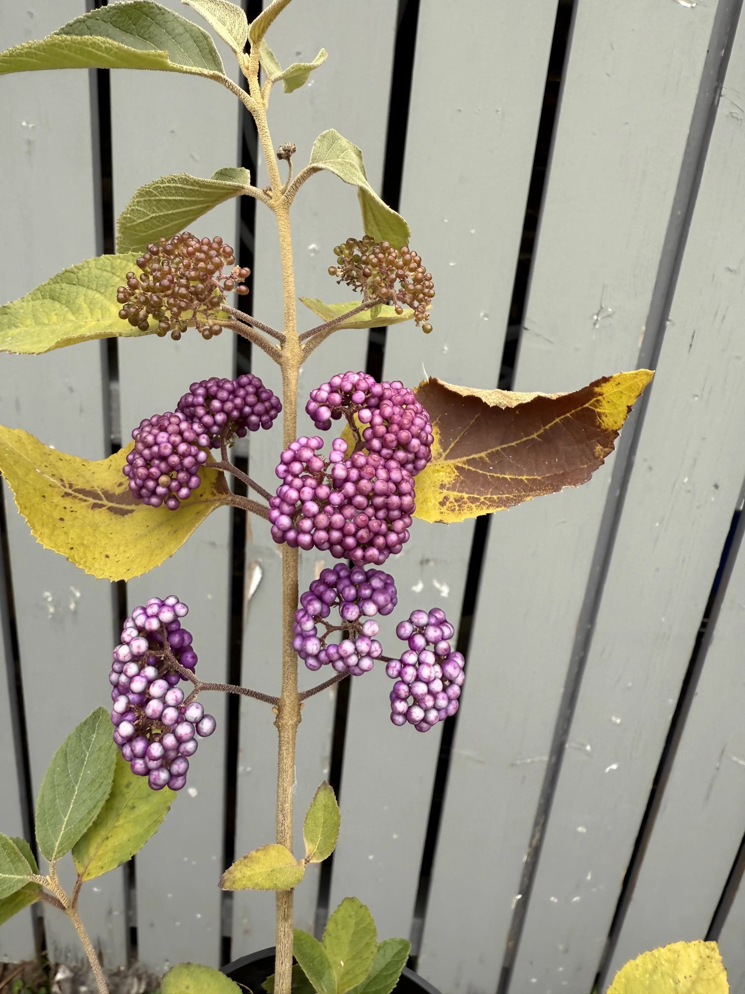 Callicarpa japonica 'NAKAYOSHI KOYOSHI' #3 Canada Bonsai