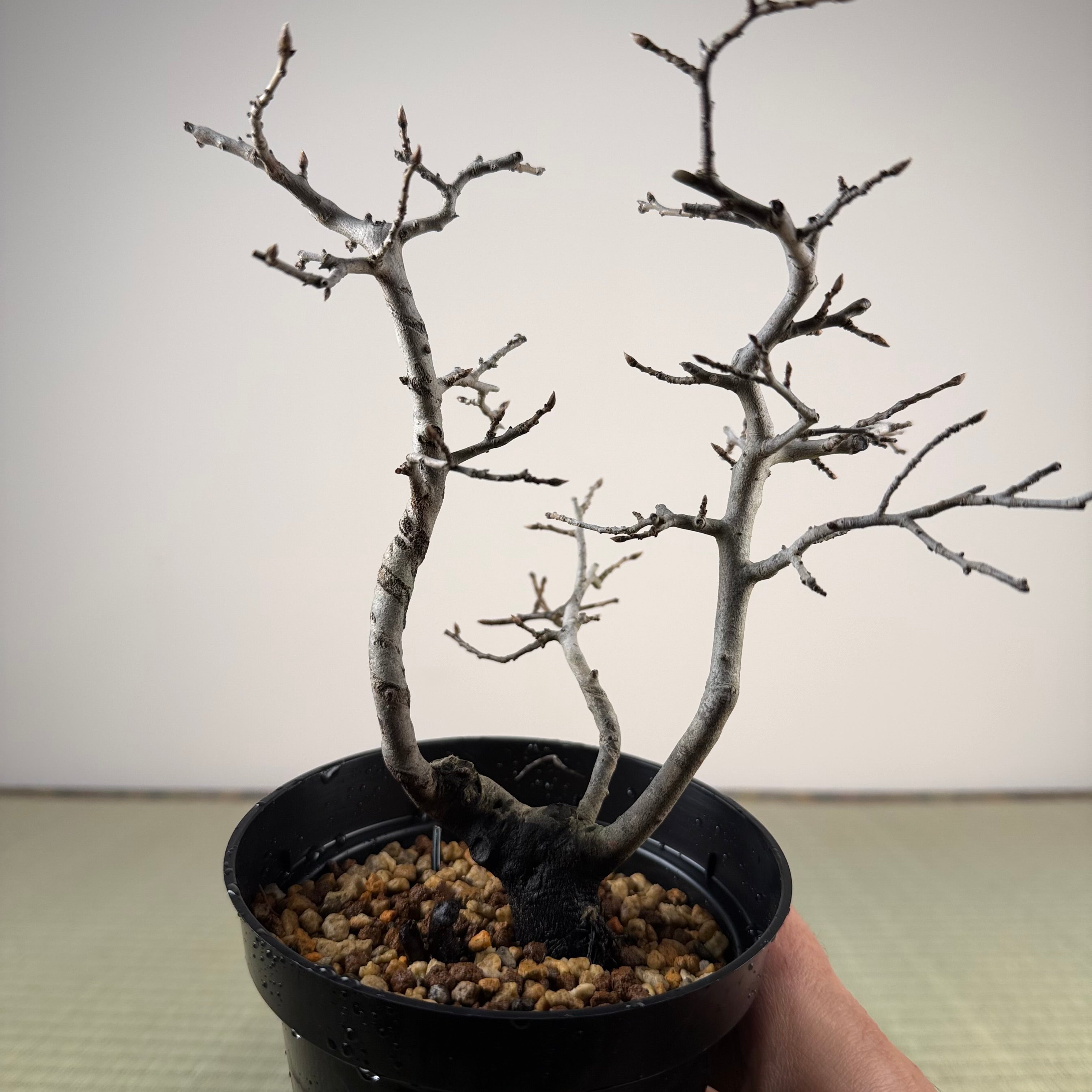 Diospyros rhombifolia (mâle)