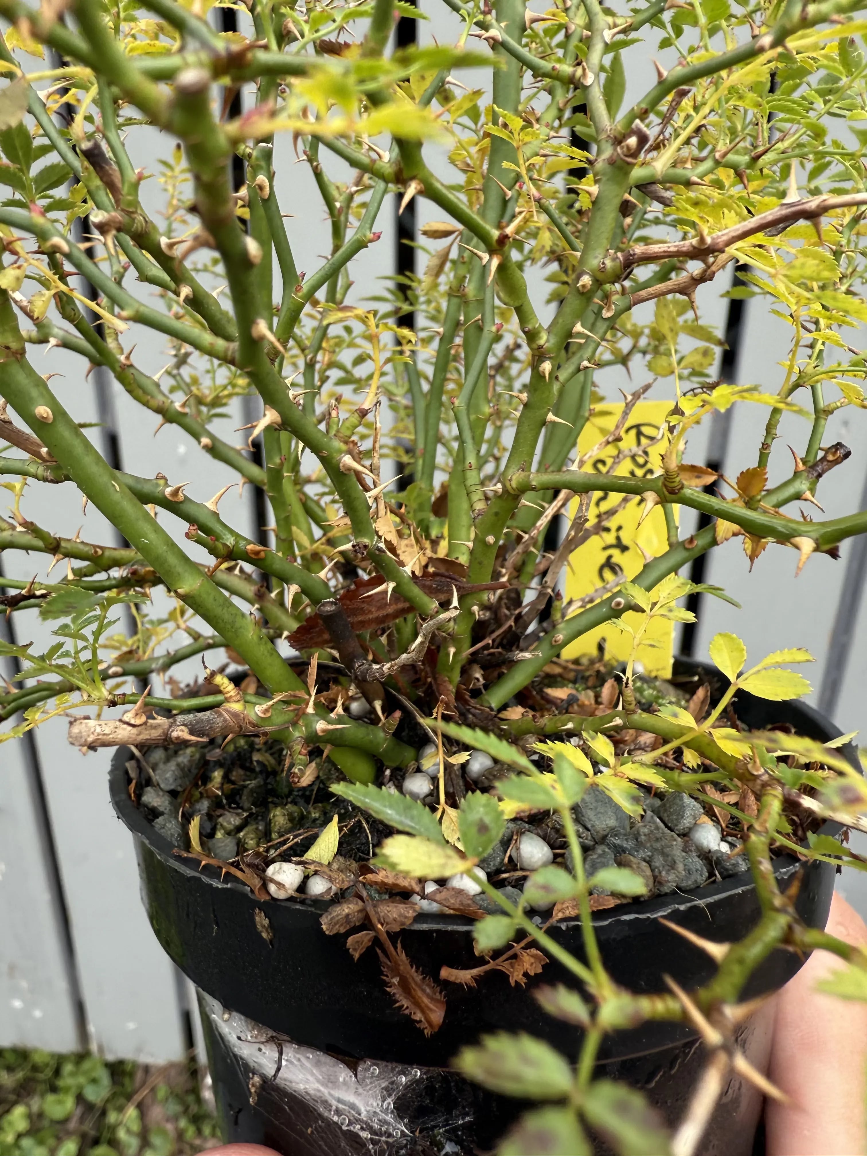 Rosa #3 Canada Bonsai