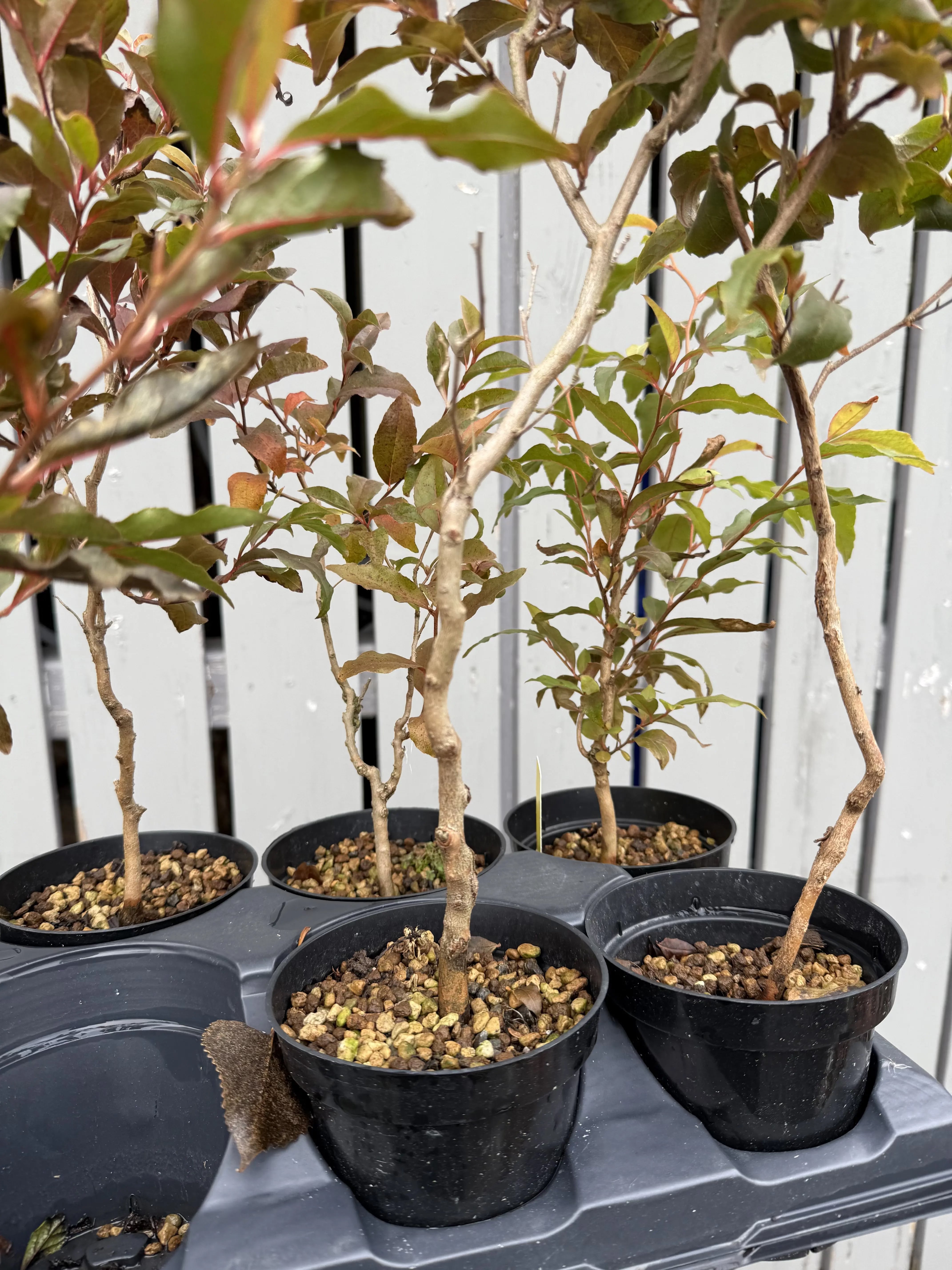 Stewartia #1-8 Canada Bonsai