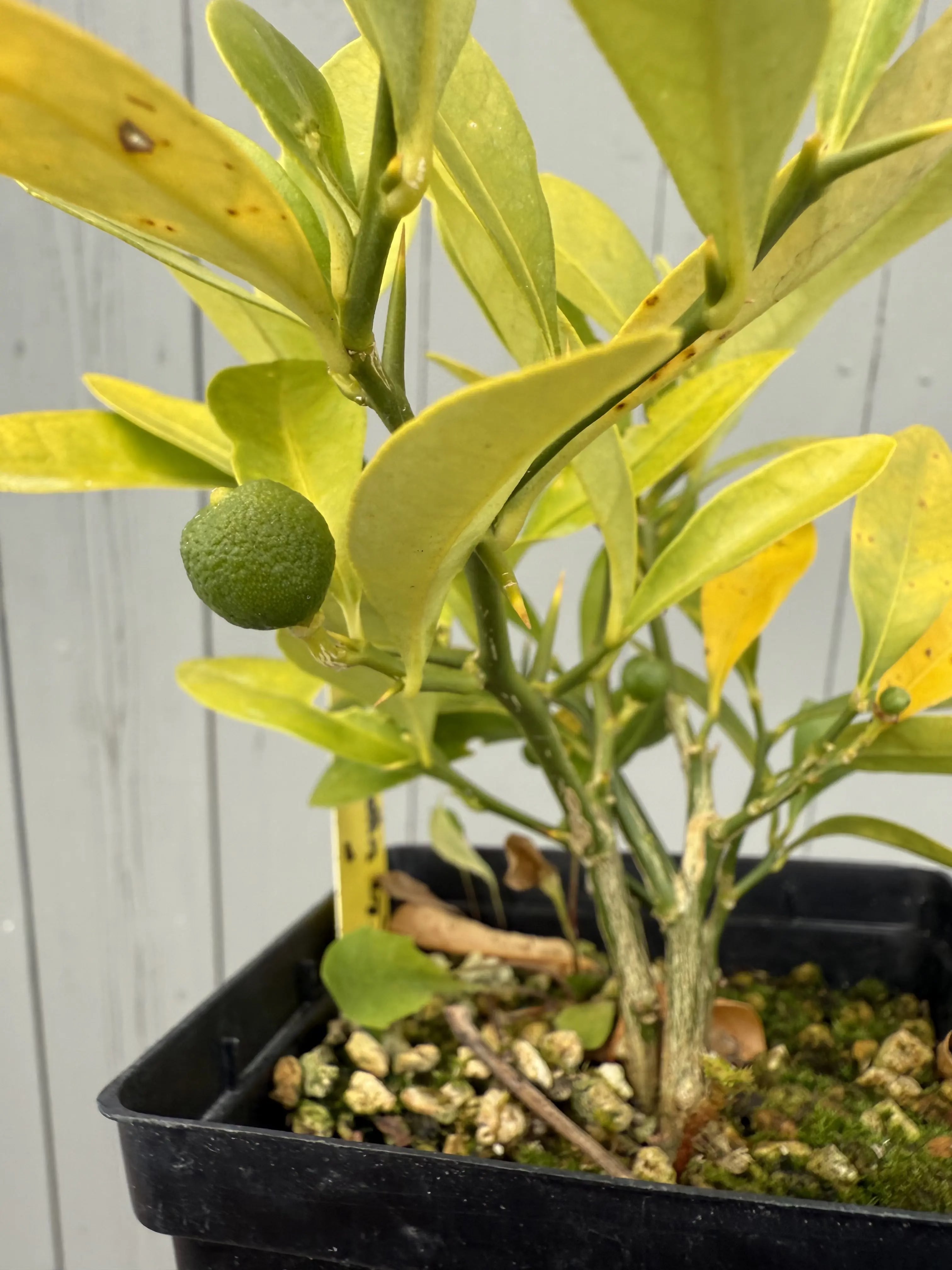 Fortunella hindsii #4 Canada Bonsai