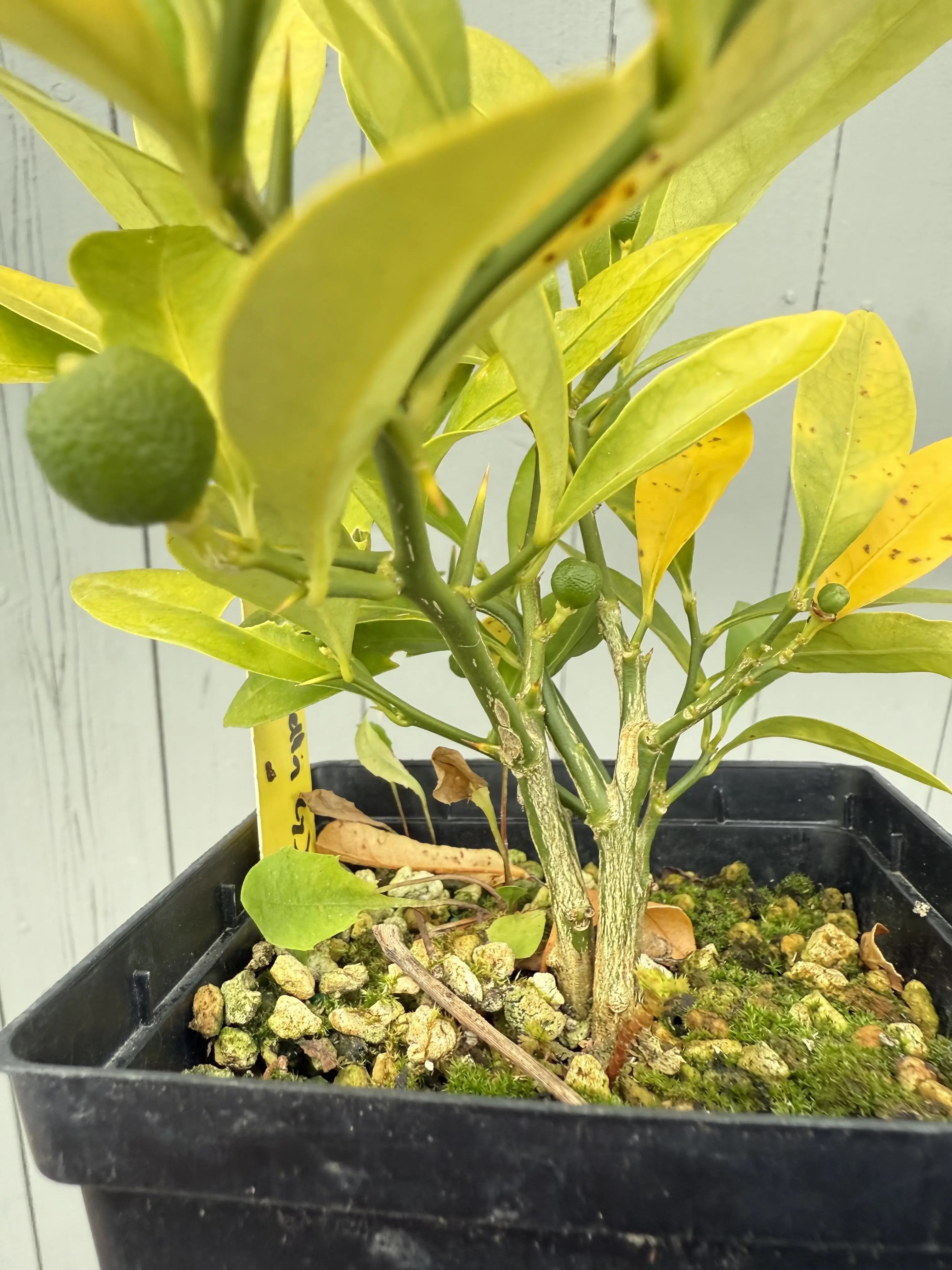 Fortunella hindsii #4 Canada Bonsai