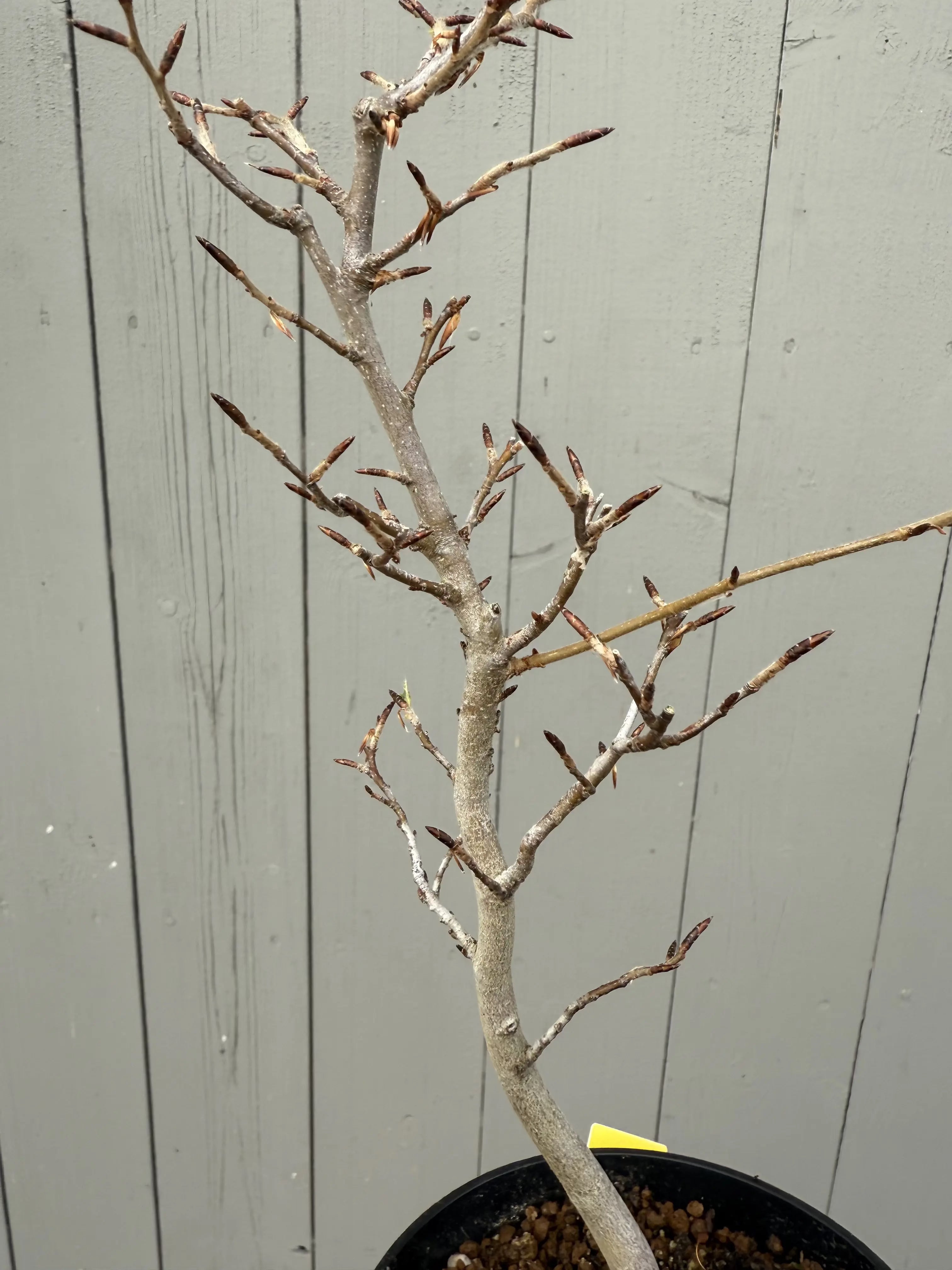 Fagus crenata Canada Bonsai
