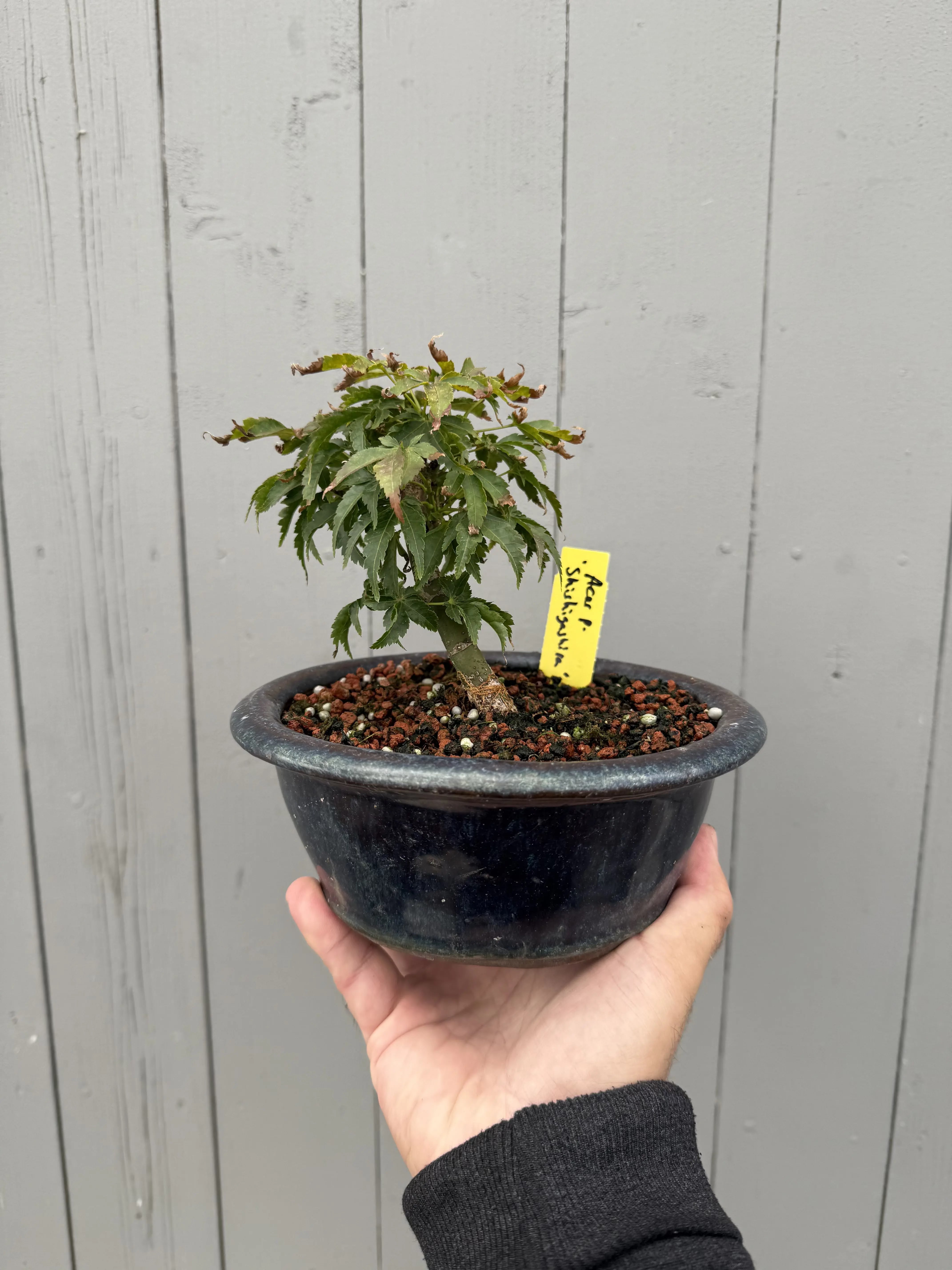 Acer palmatum 'Shishigashira' Canada Bonsai