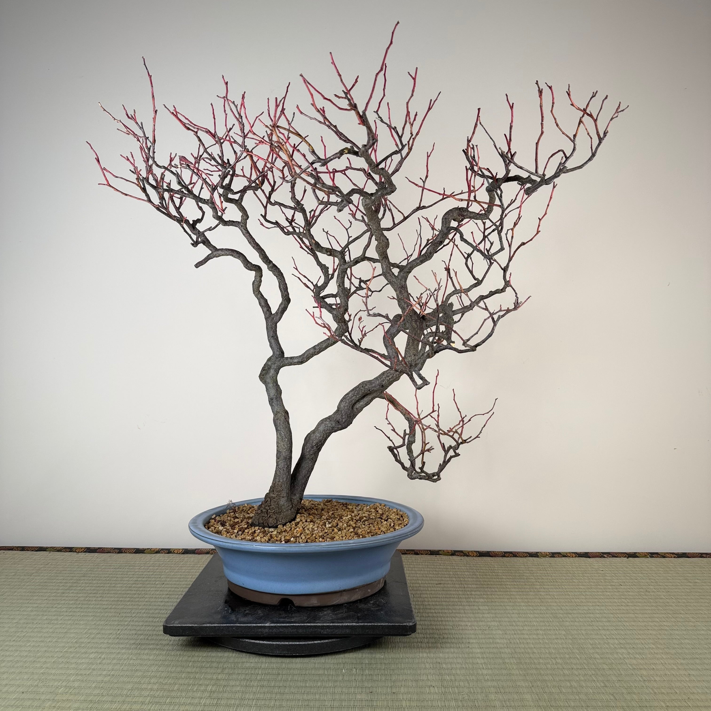 Itea japonica