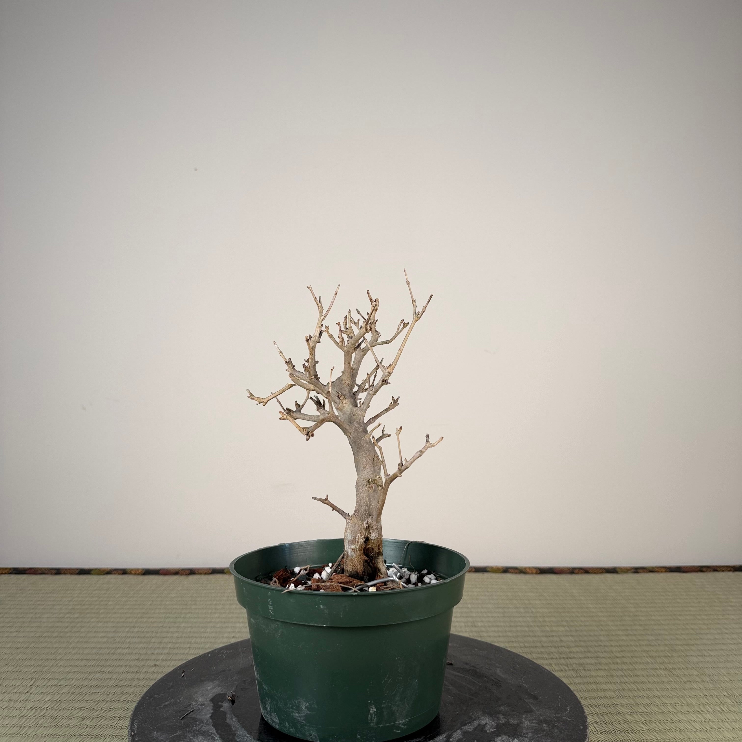Punica granatum