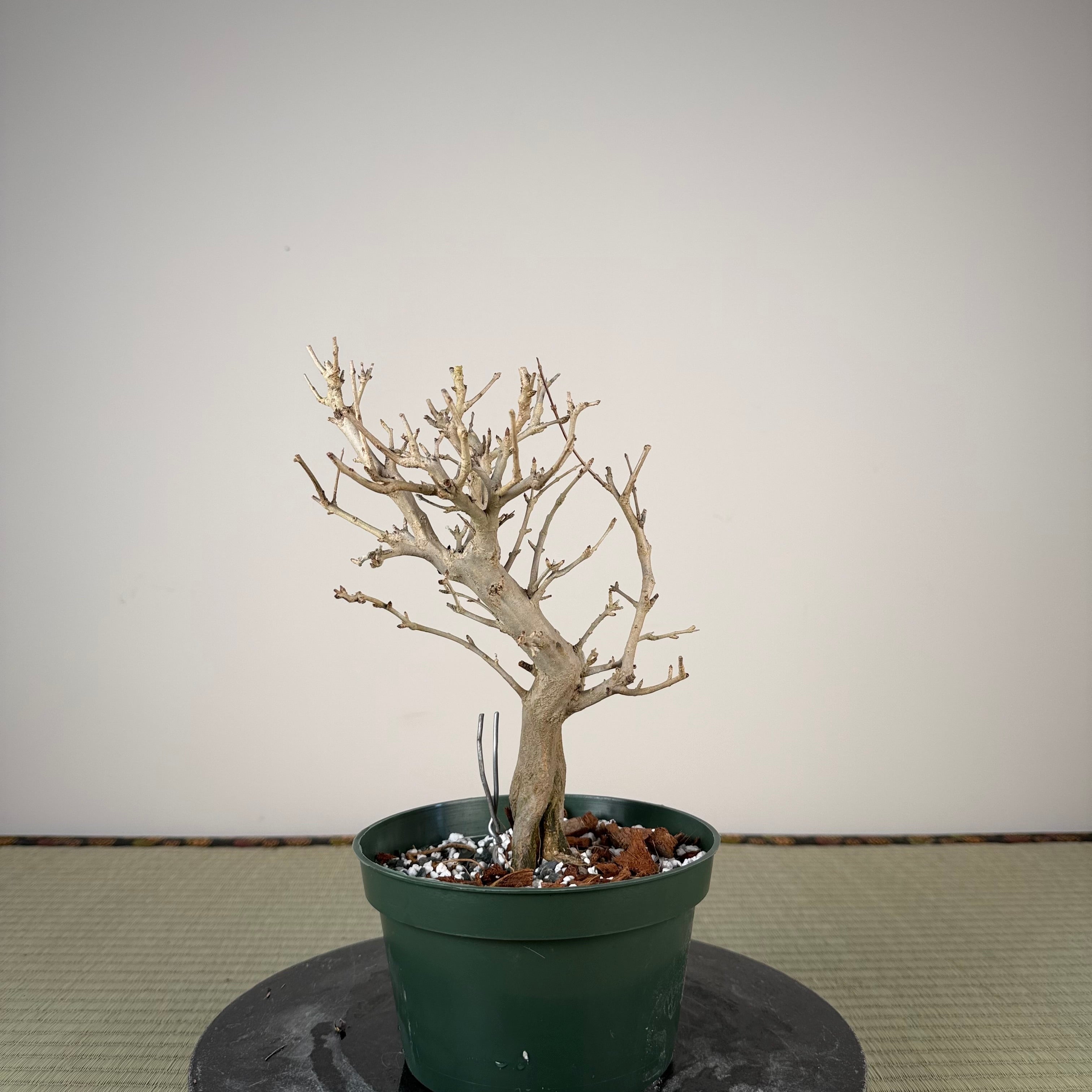 Punica granatum