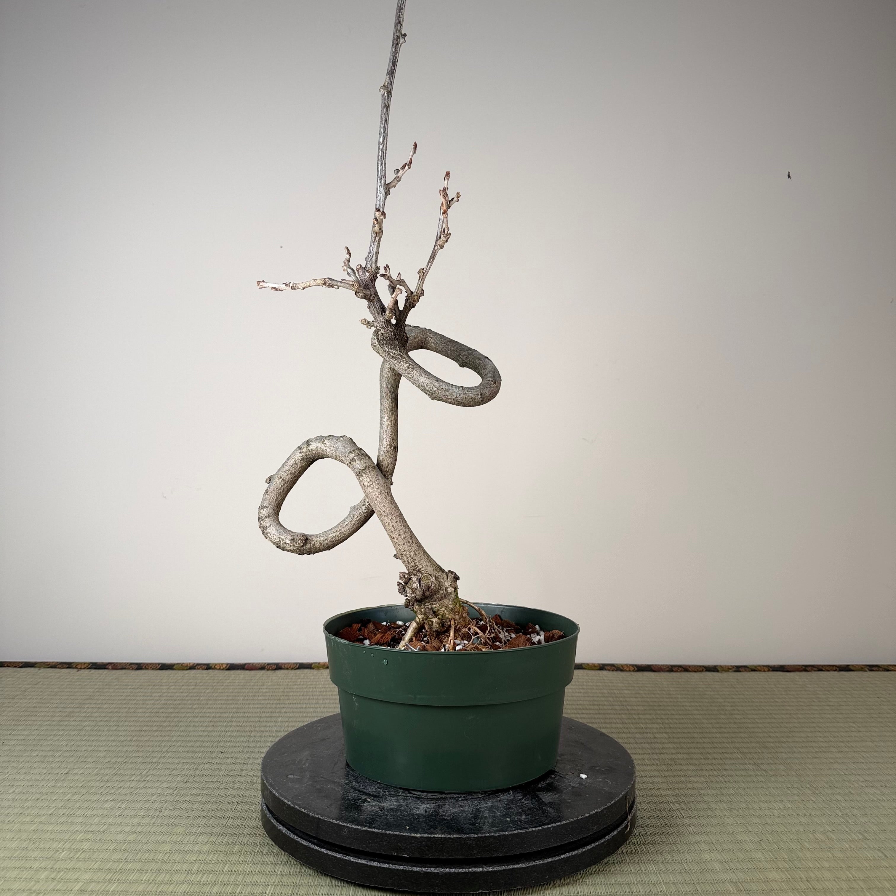 Wisteria floribunda