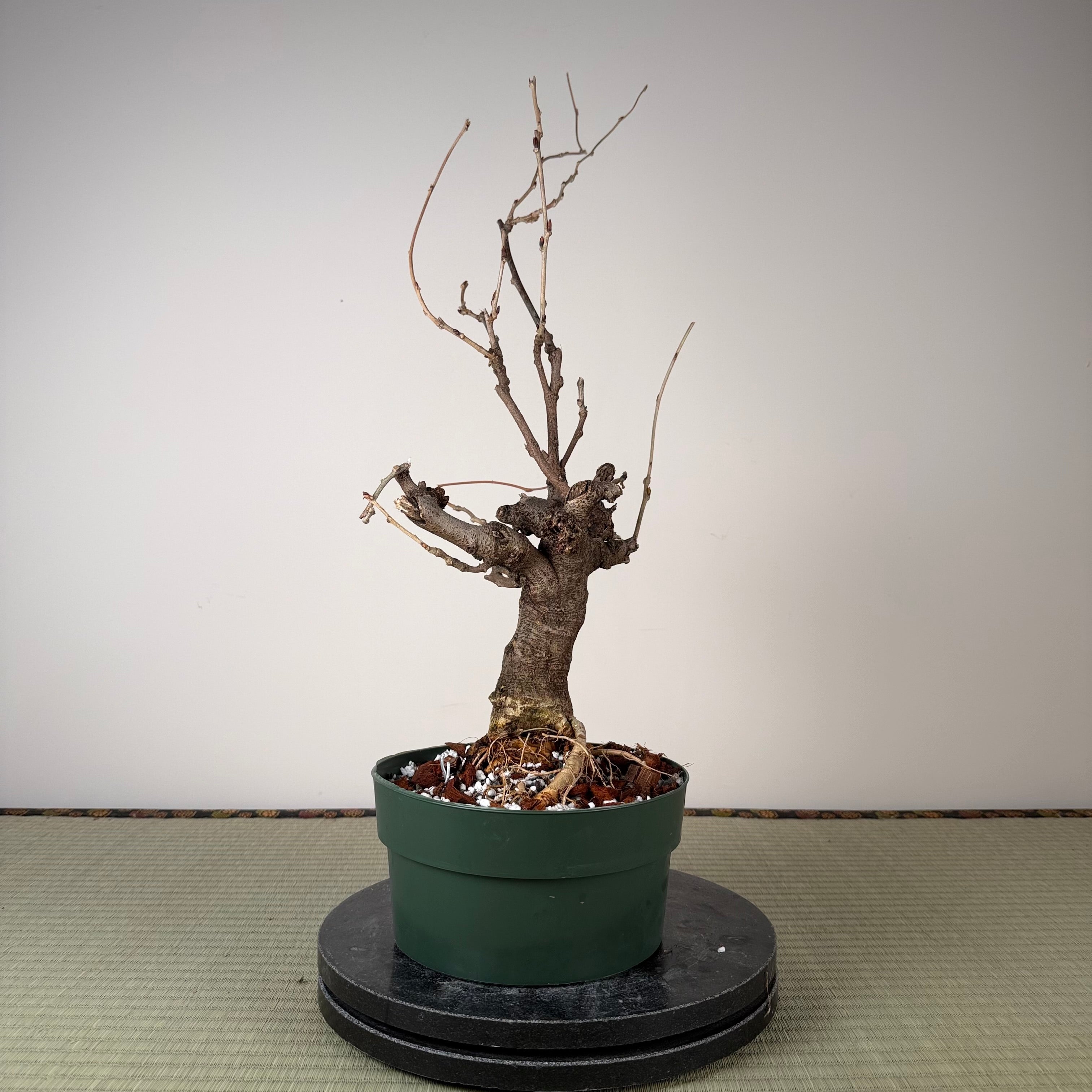 Glycine floribunda
