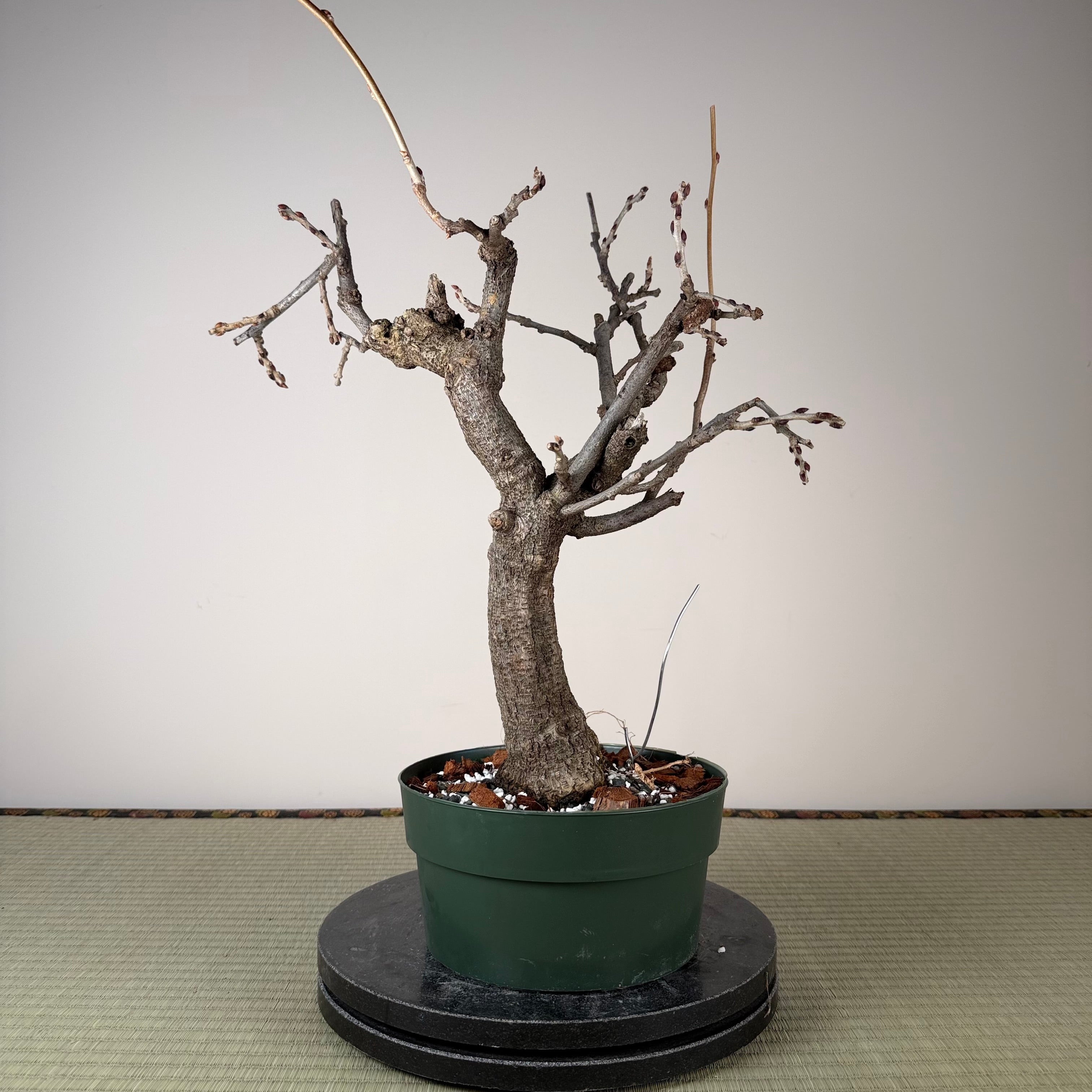 Wisteria floribunda