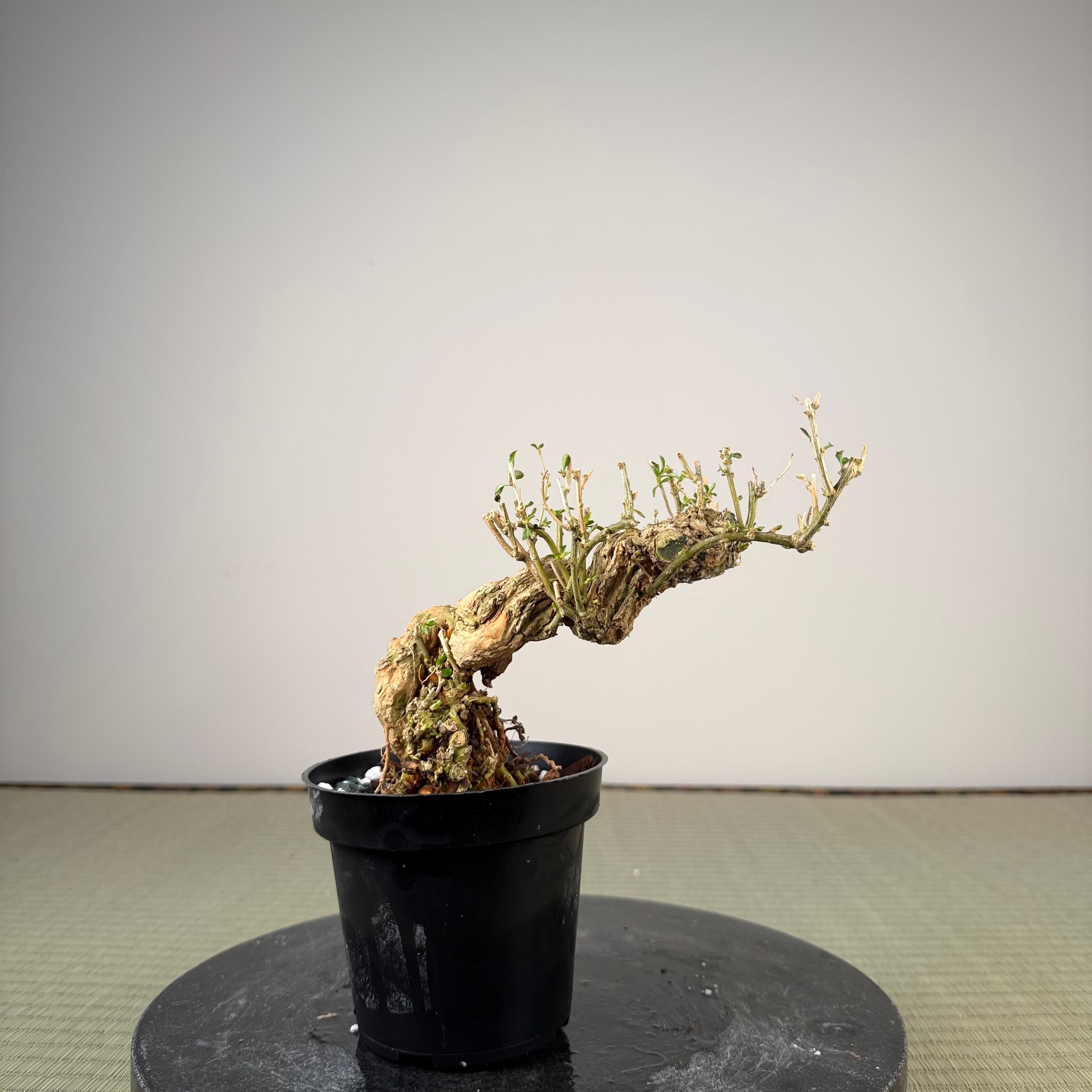 Lycium chinense