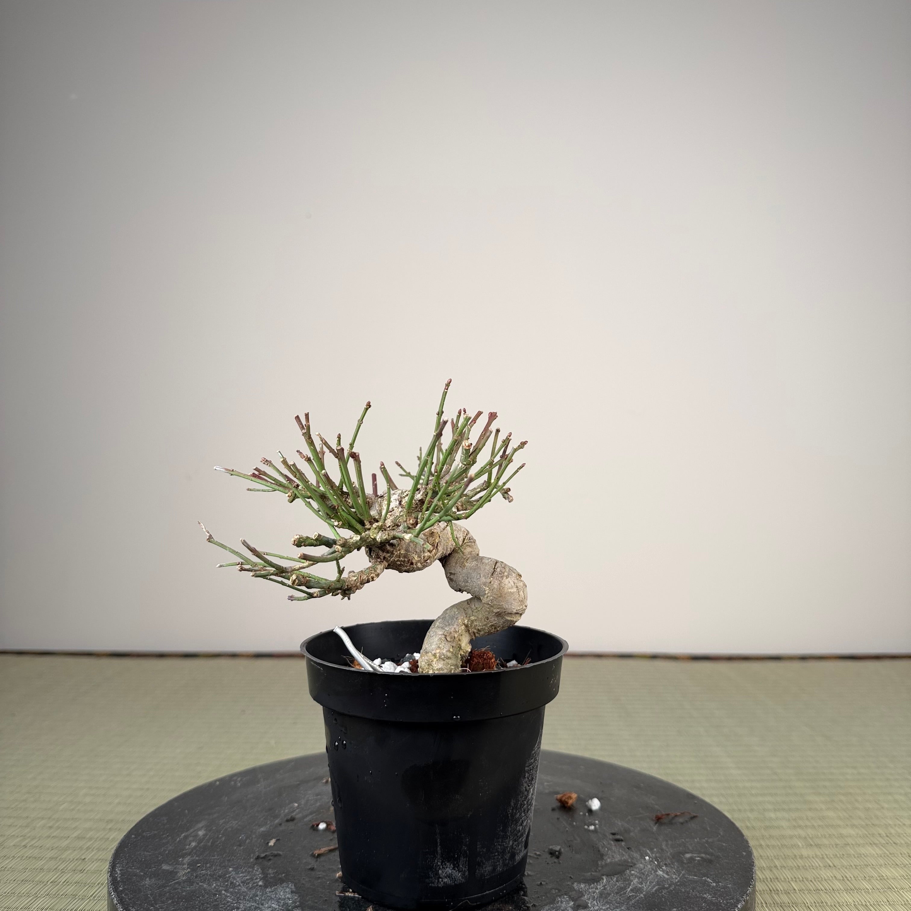 Euonymus