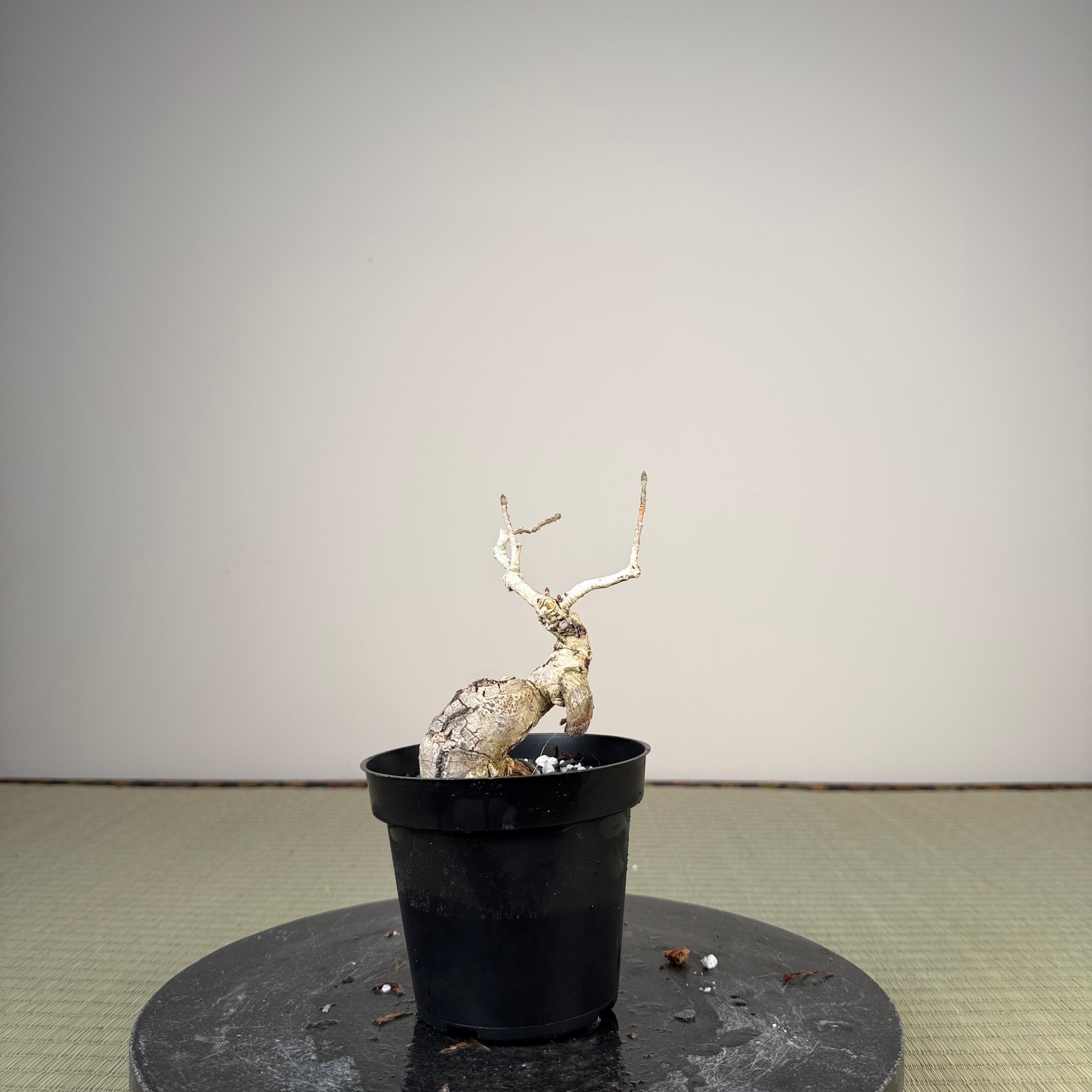 Euonymus