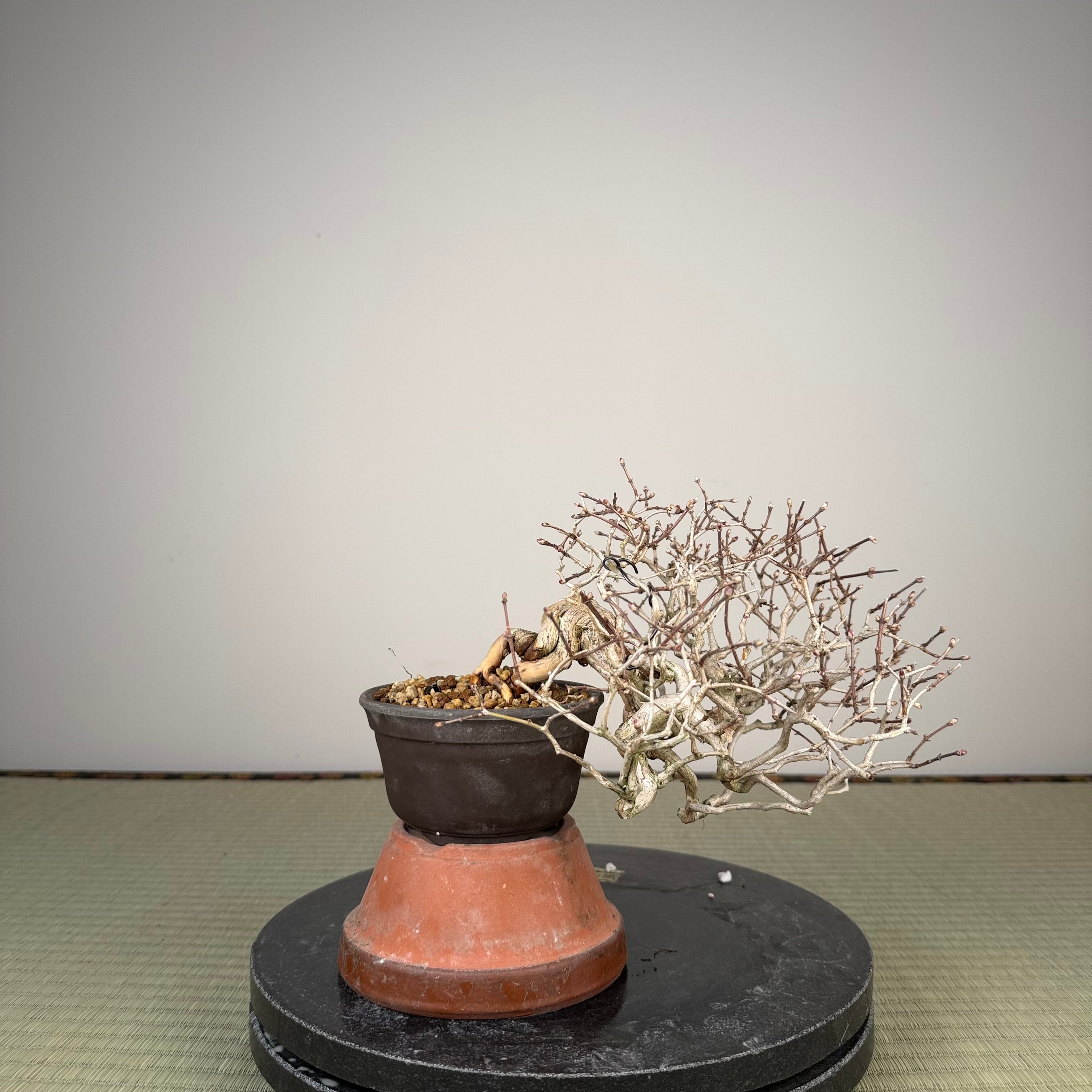 Lonicera gracilipes