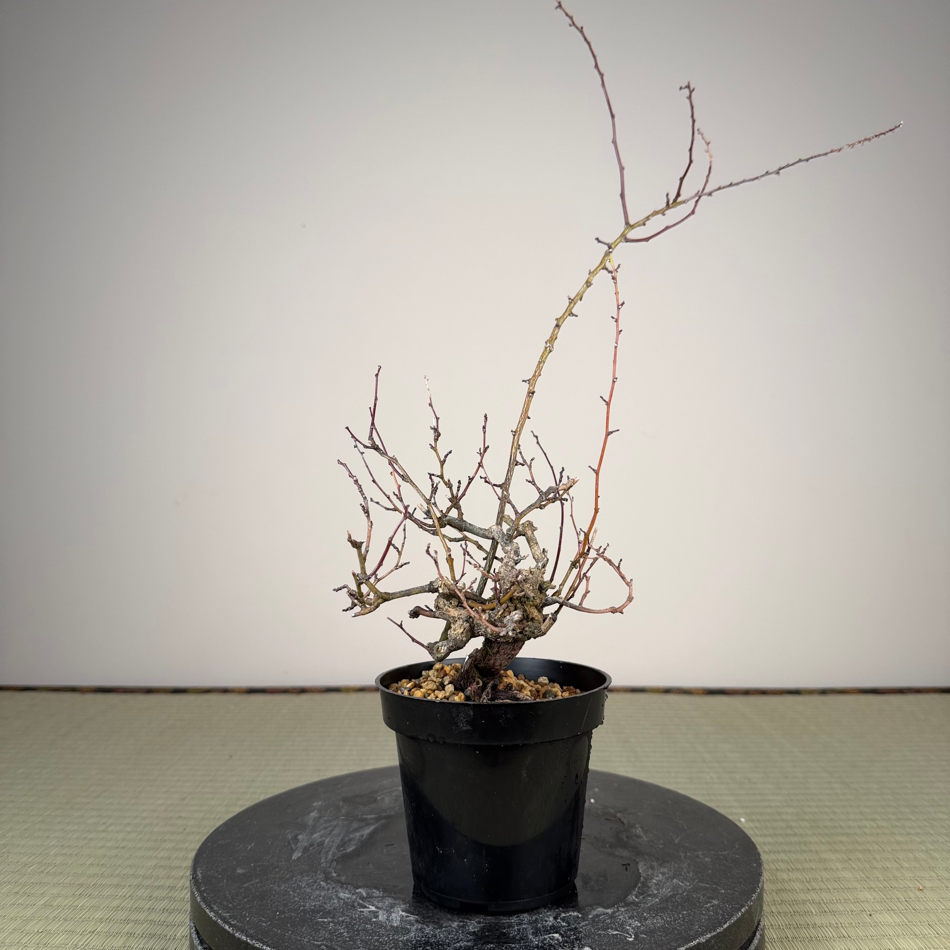 Berchemia racemosa