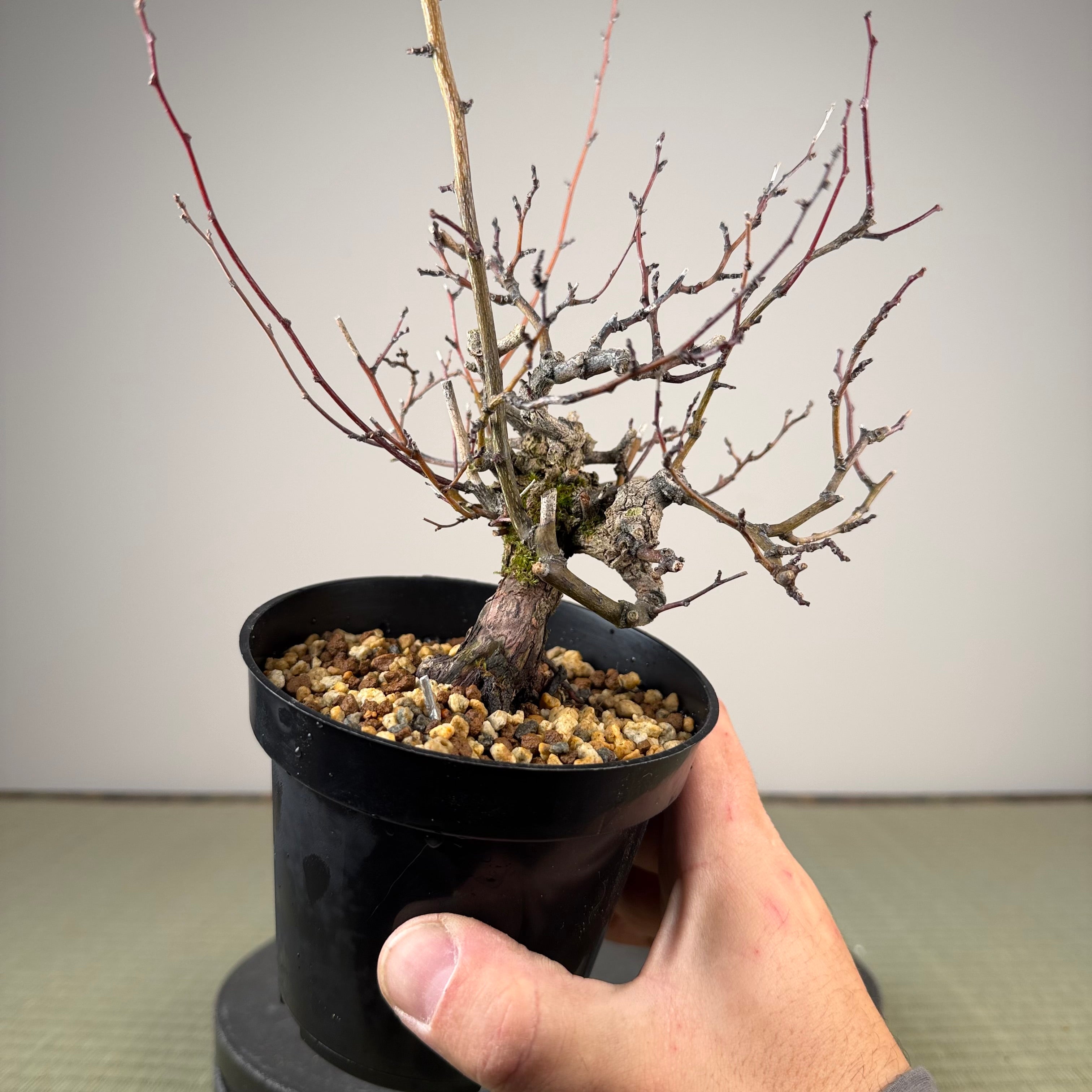 Berchemia racemosa