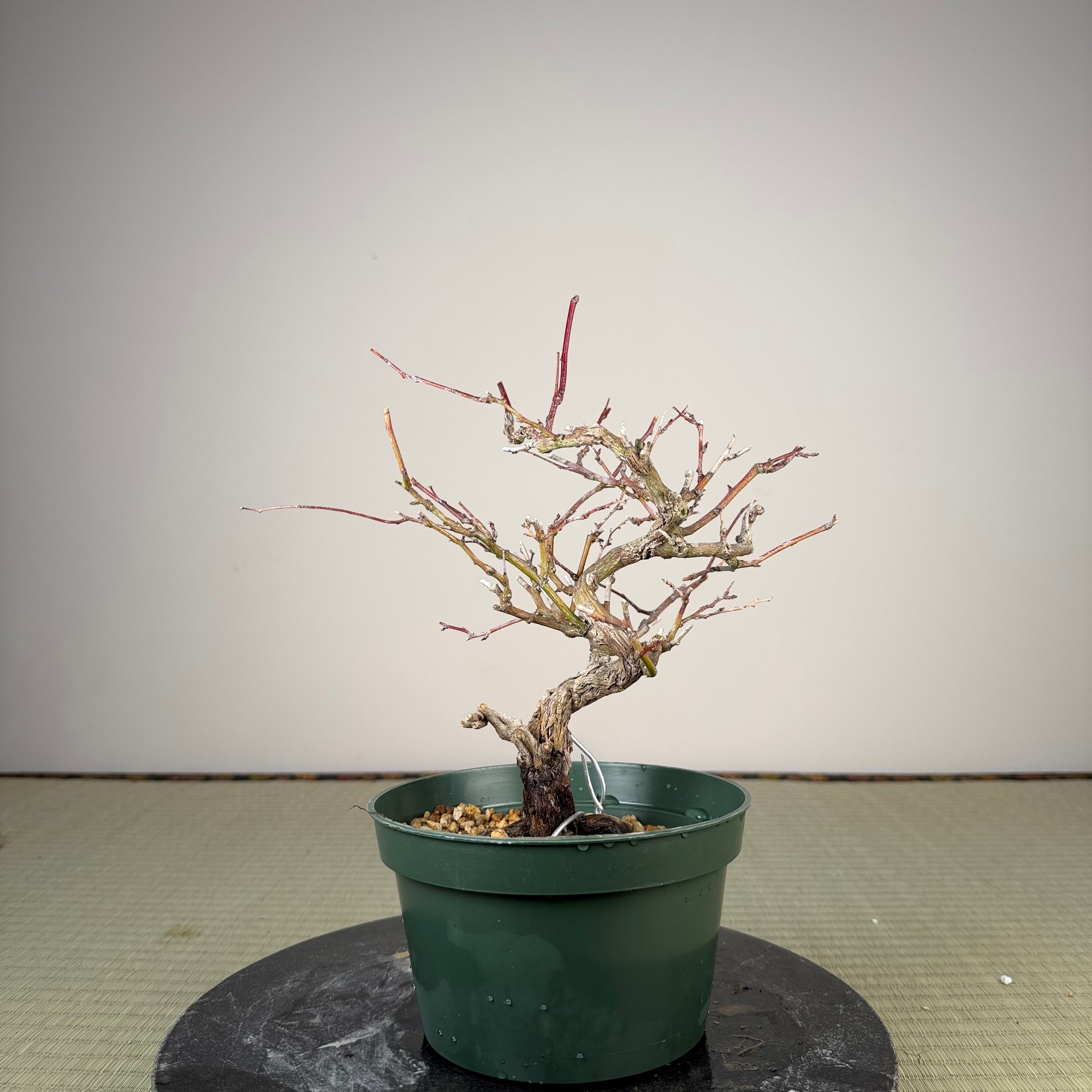 Berchemia racemosa