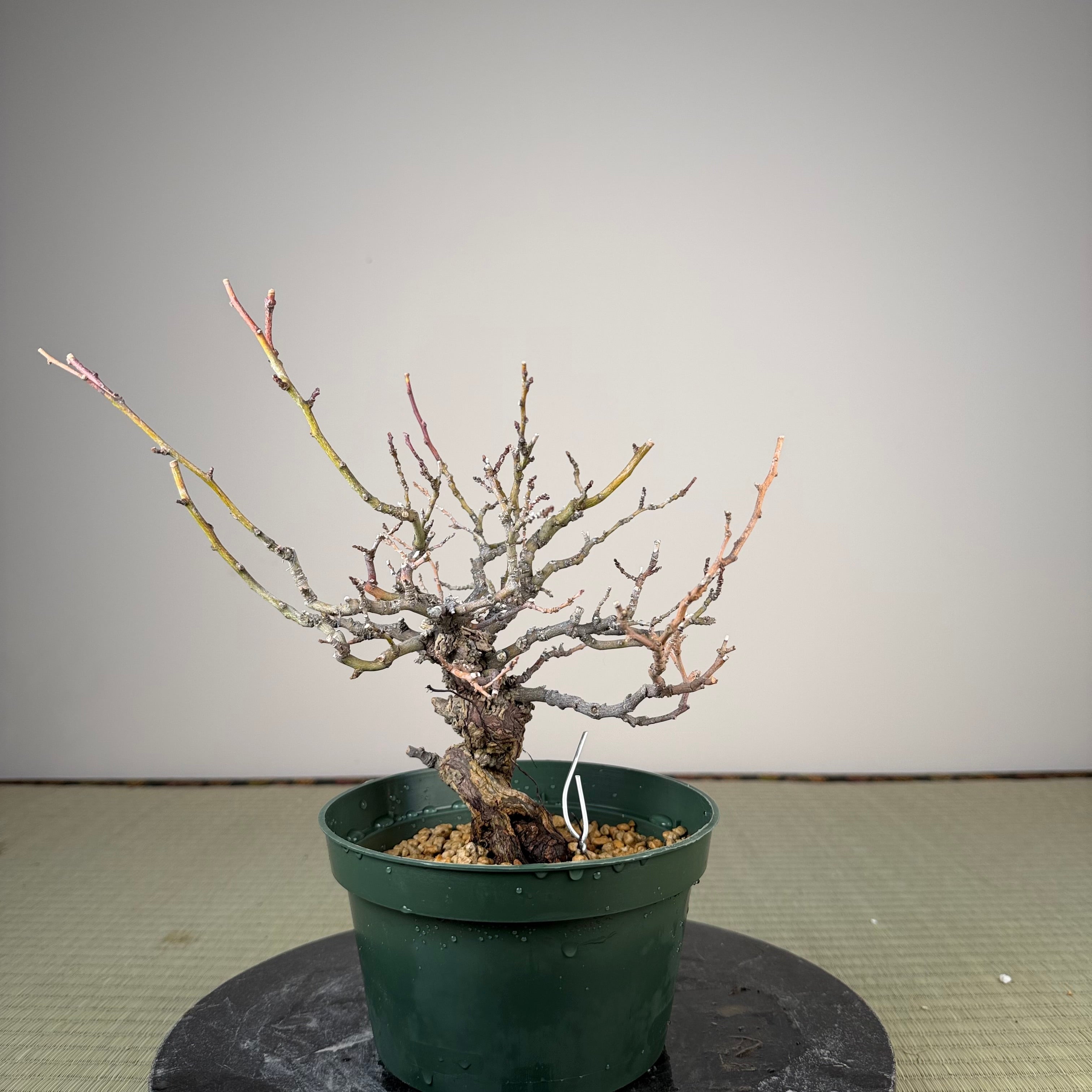 Berchemia racemosa