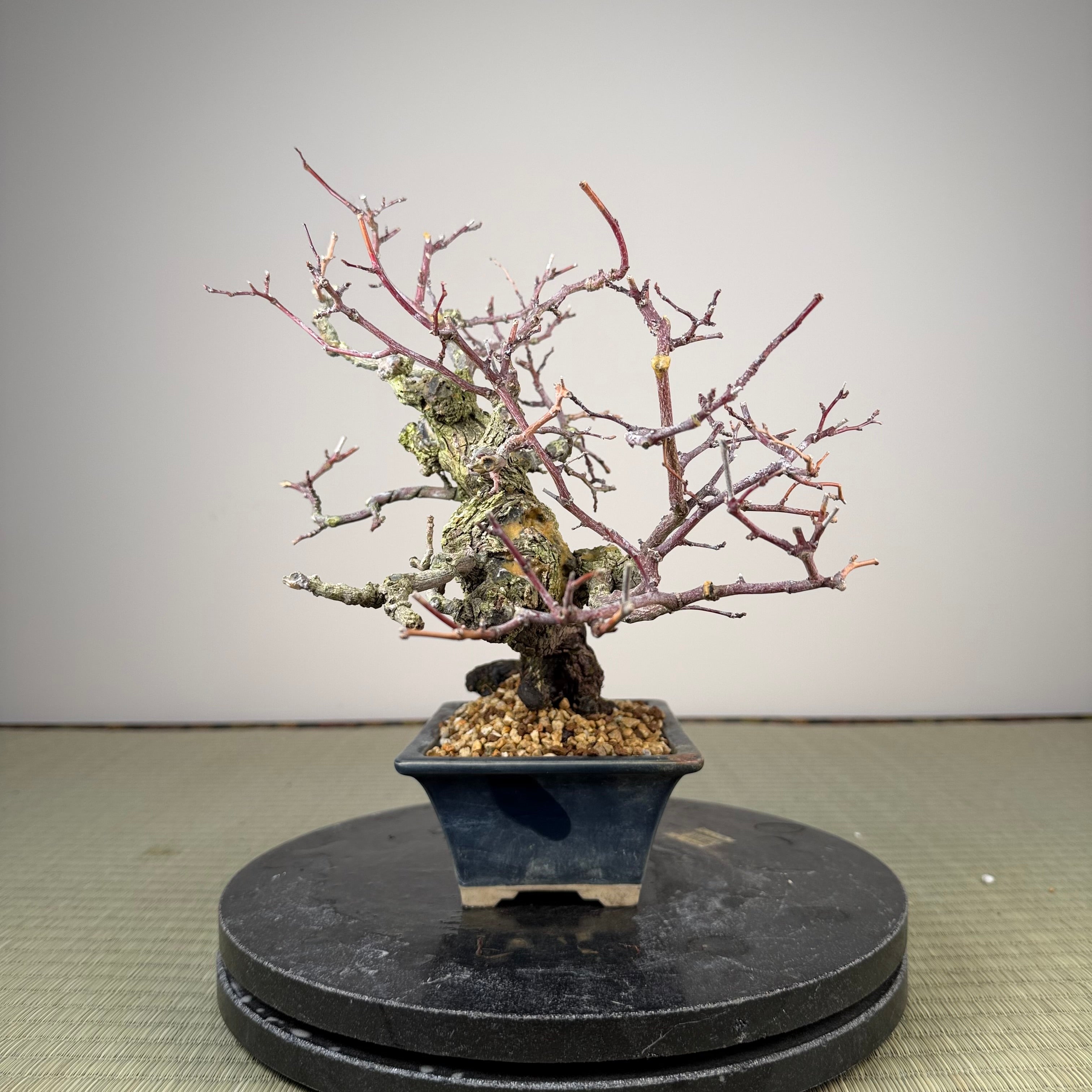 Berchemia racemosa